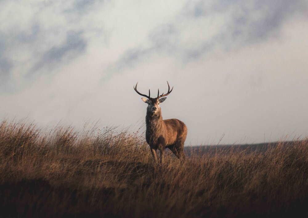 Red Deer Peak District.jpg