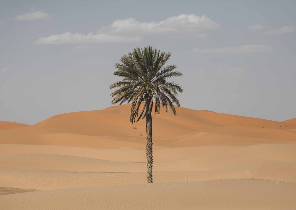Sahara Desert Palm Tree.jpg