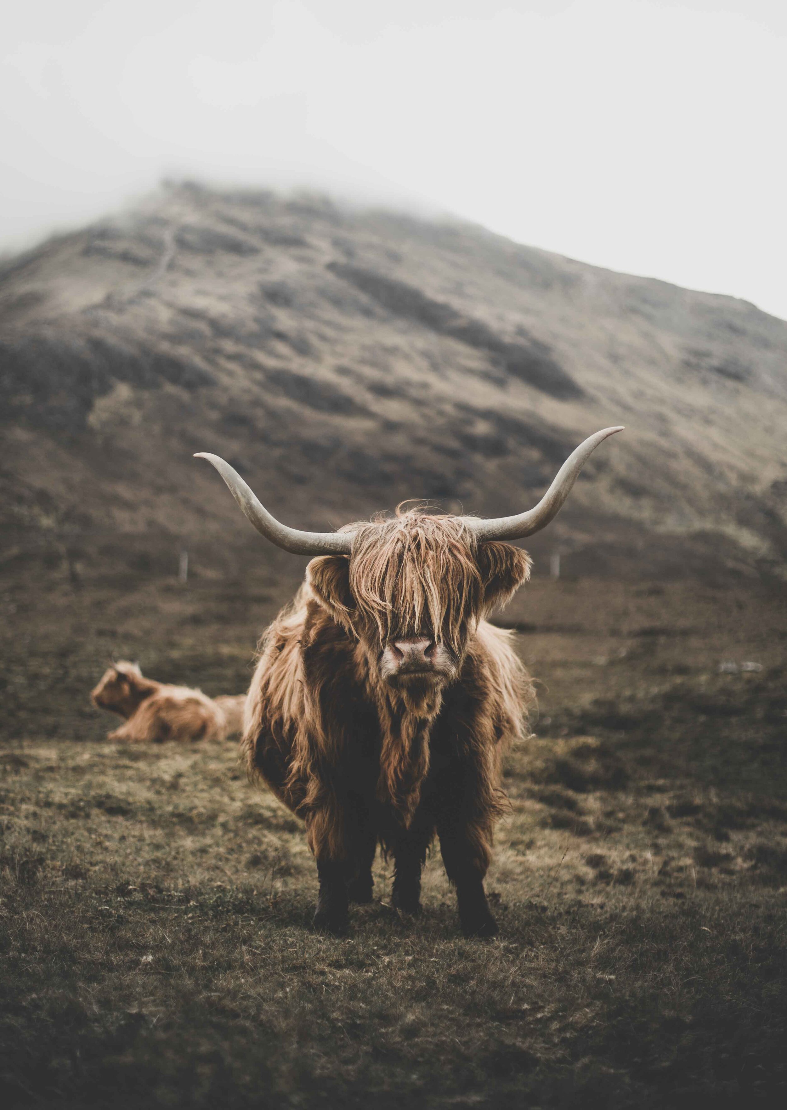 Highland Cow Print.jpg