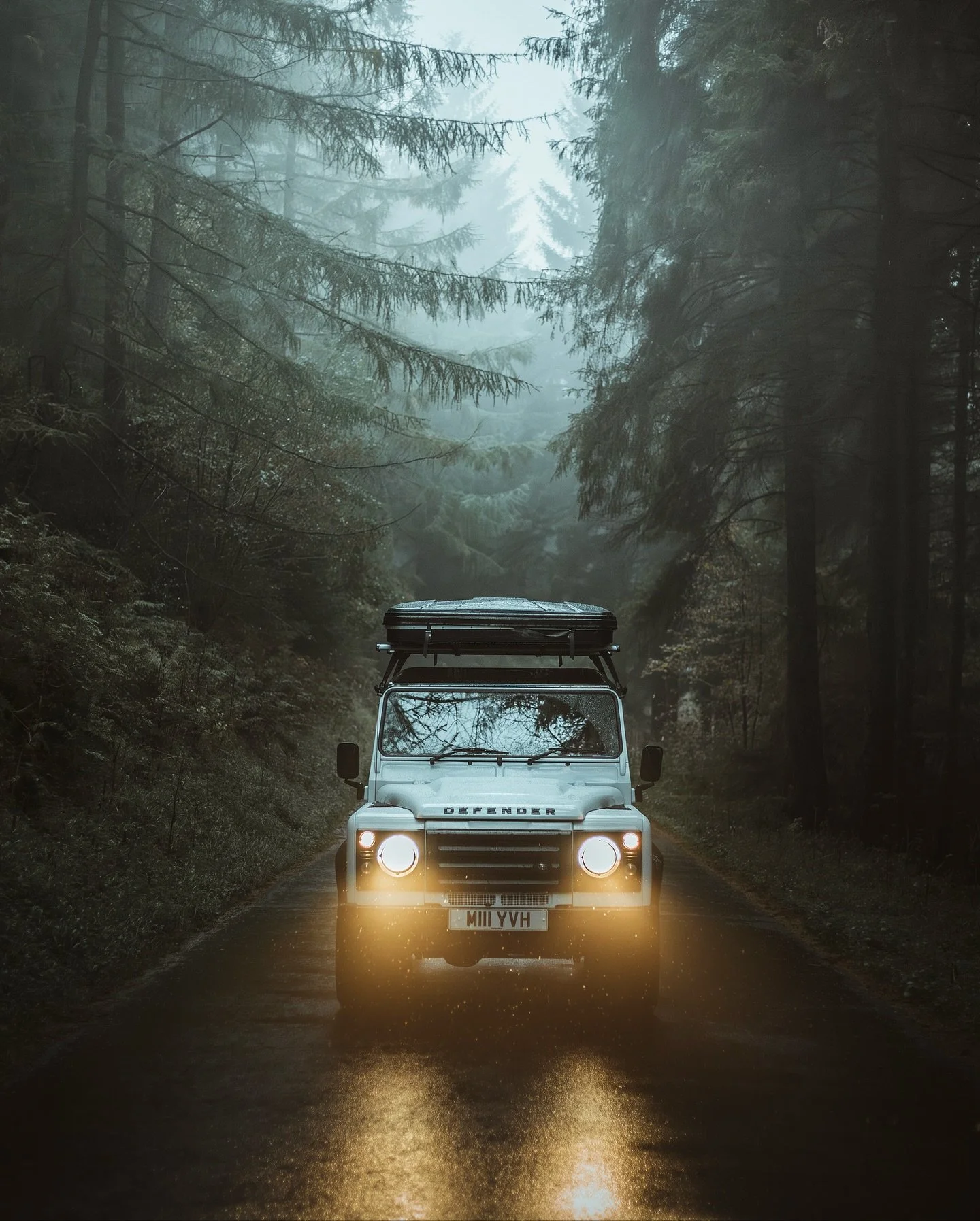 Eerie forest drives 🍃