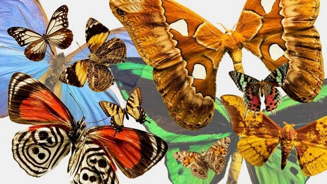 Natural History of Shopping