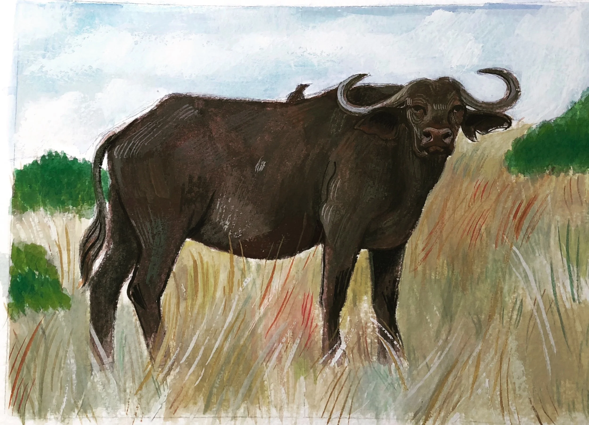 Water Buffalo