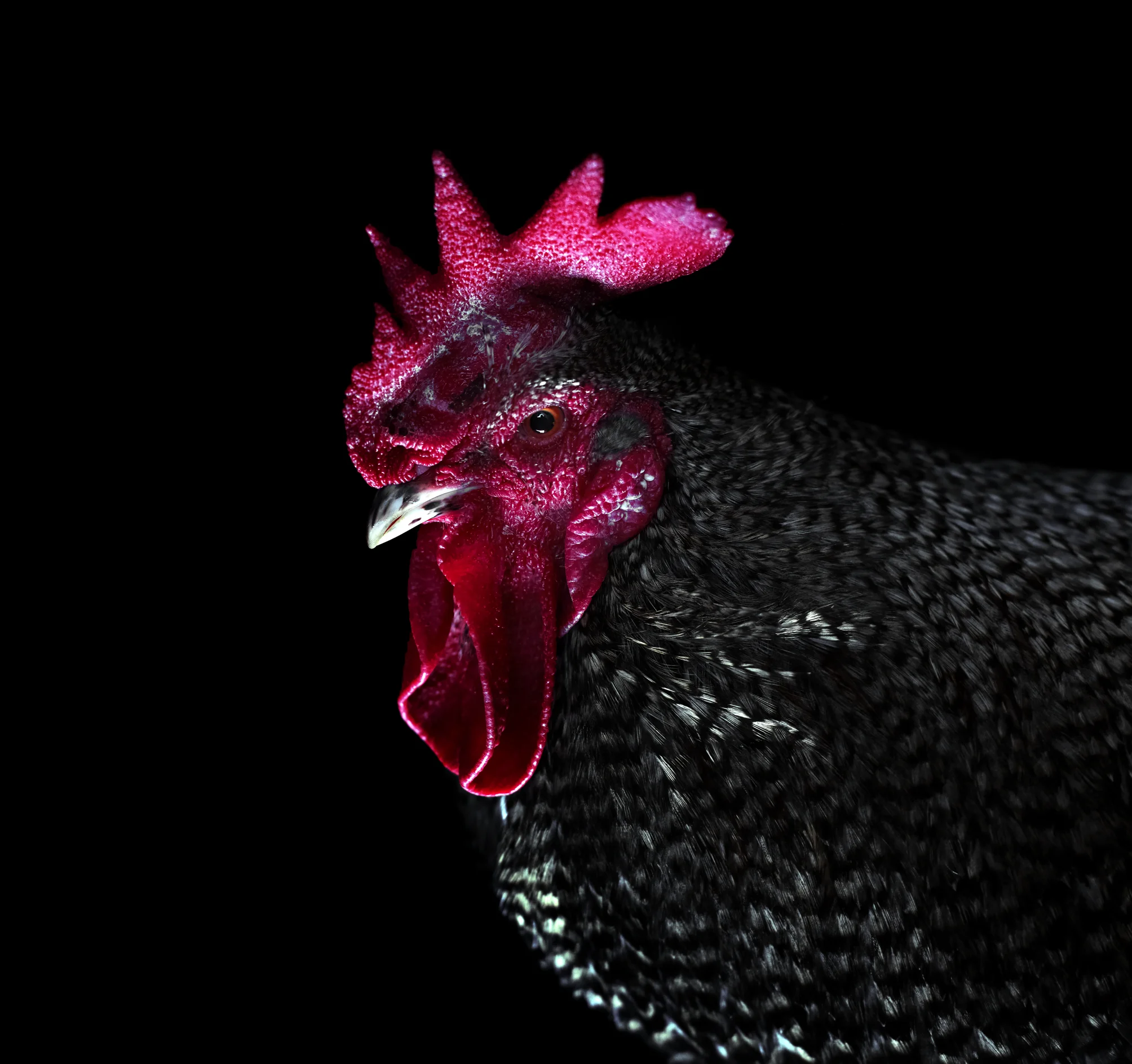 Cock_Darker_small.jpg