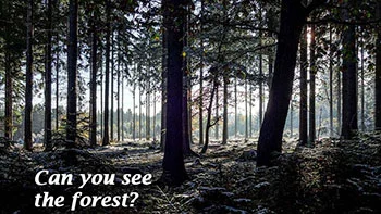 tree-3131177__480-pixabay-forest.jpg