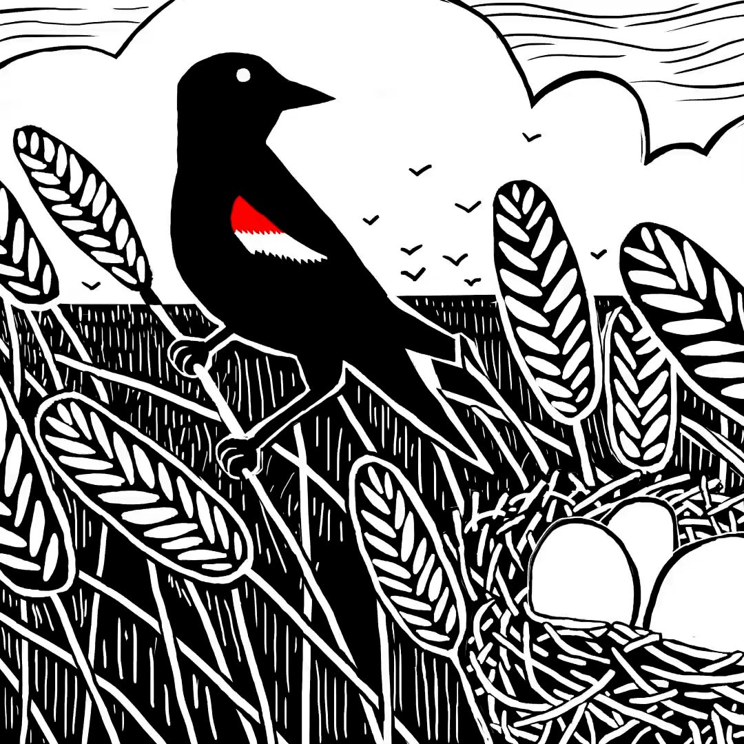 LOL - Social - Birds // Animator