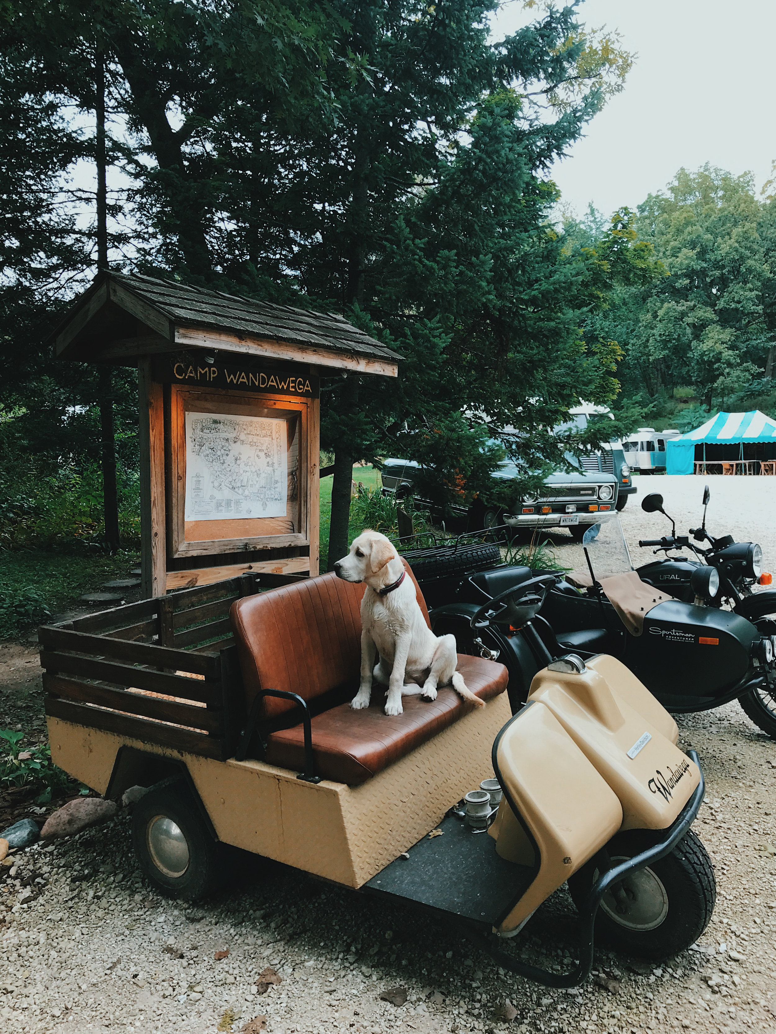 camp_wandawega_wisconsin_golden_retriever.jpg