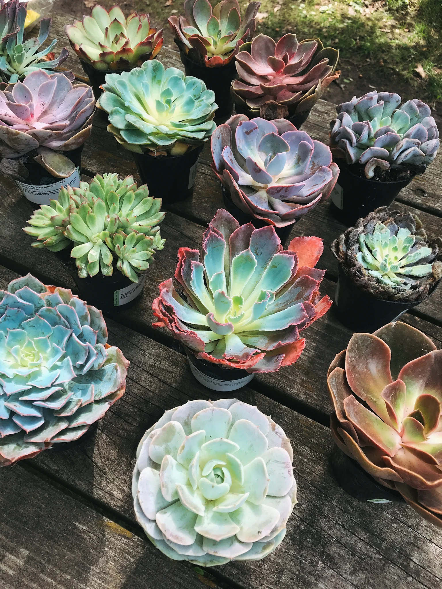 echeveria_succulent_home_depot_paint_pot.jpg