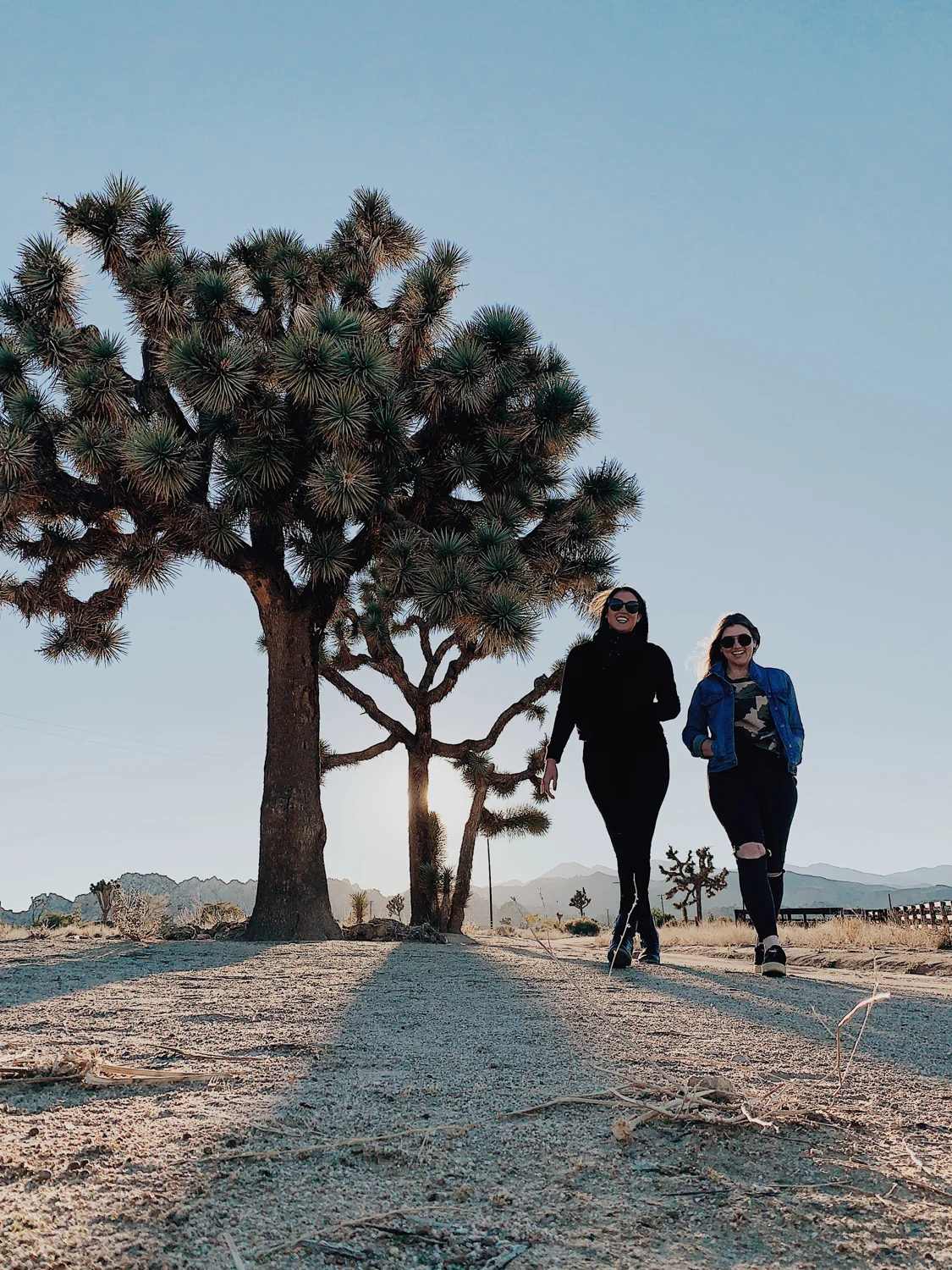 joshua_tree_katherine_mendieta_amber.jpg