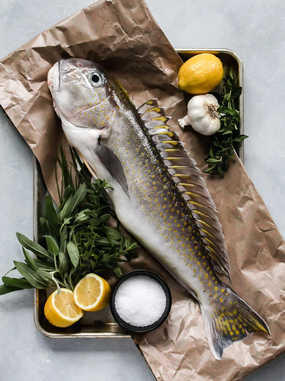 golden tilefish-1.jpg