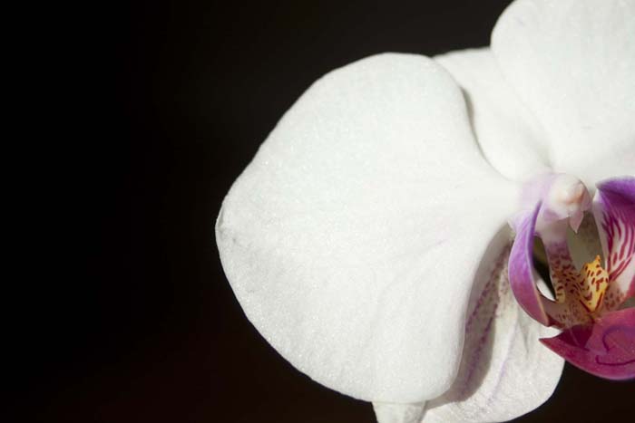 orchid closeup.jpg