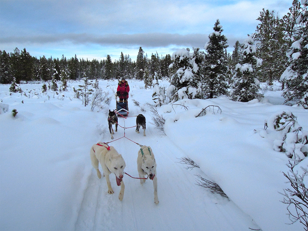 dogsledding_blog2.jpg