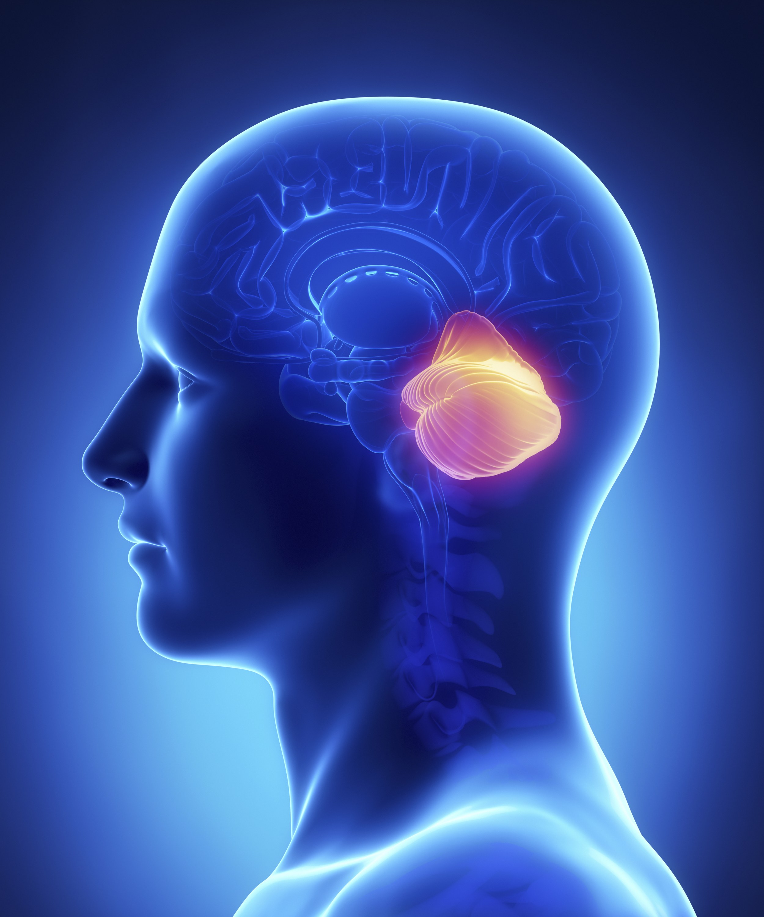 Movement Practice is the heart and soul of training the cerebellum. This processor sits at the base of the brain monitoring inputs from the sensory smartgrid (proprioceptors - Golgi tendon organs and muscle spindle cells) and adjust the descending motor program to error-correct on the fly. While visualization of shots and the movements required can be helpful for execution of a shot, actually moving is requisite for this function to be trained in earnest. Many movement practices exist and can be exploited for improvement in overall body awareness, balance and intrinsic range of motion, we highlight two in particular. Ashtanga Yoga series provides a full range of motion stretch for the entire body. As such a short 8 minute vinyasa sequence practiced consistently can lead to marked improvement in range of motion and muscular responsiveness. Qi Gong is a gentle movement practice that highlights sensory awareness. With the guiding principle of minimizing effort, releasing tension, pain and tightness, Qi Gong serves to reset the proprioceptive flow of information back into their dynamic range. This in turn allows the cerebellum to function even more efficiently since it can better discern differences in proprioceptive firing and translate them into improved position and velocity information that can be adjusted with greater accuracy to accomplish the intended task.