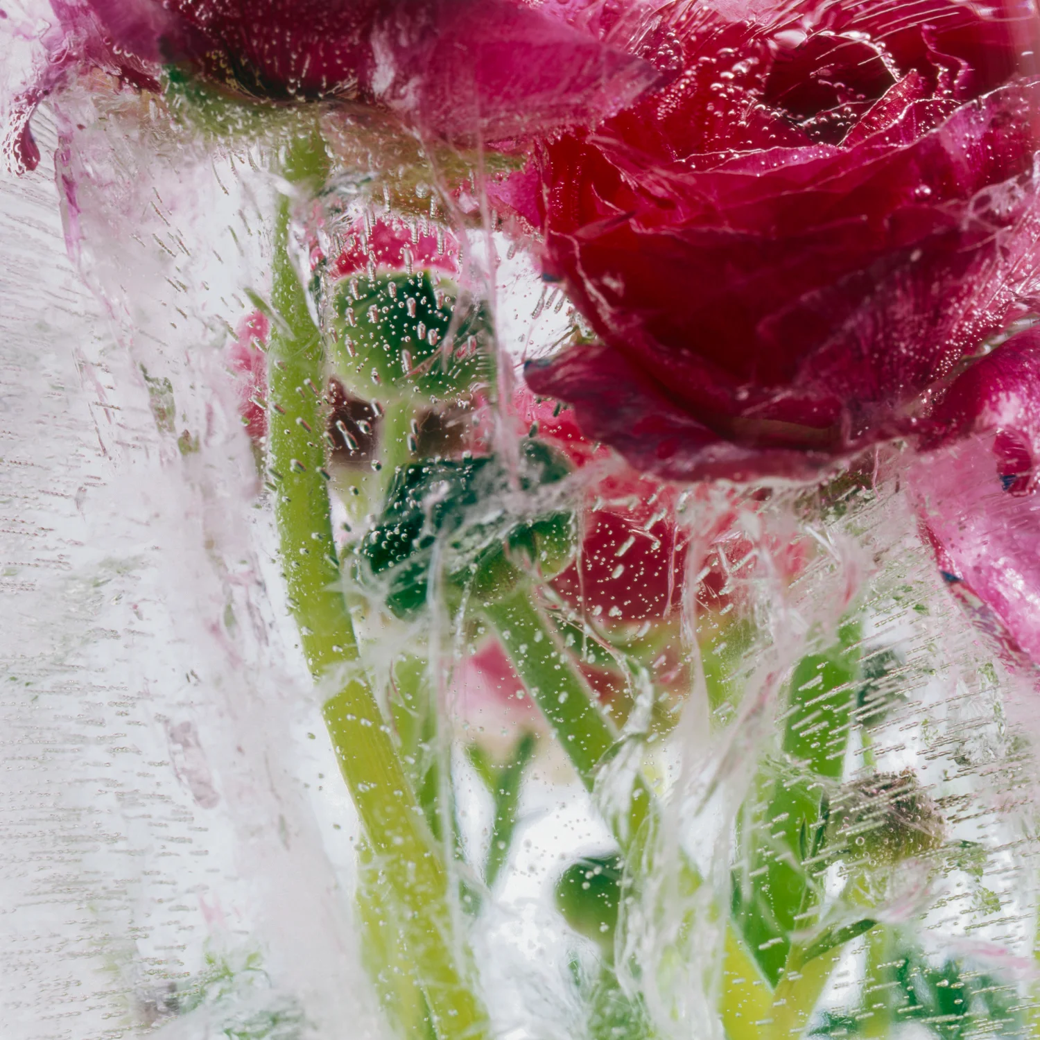 give us our dream: part one, "ranunculus two"