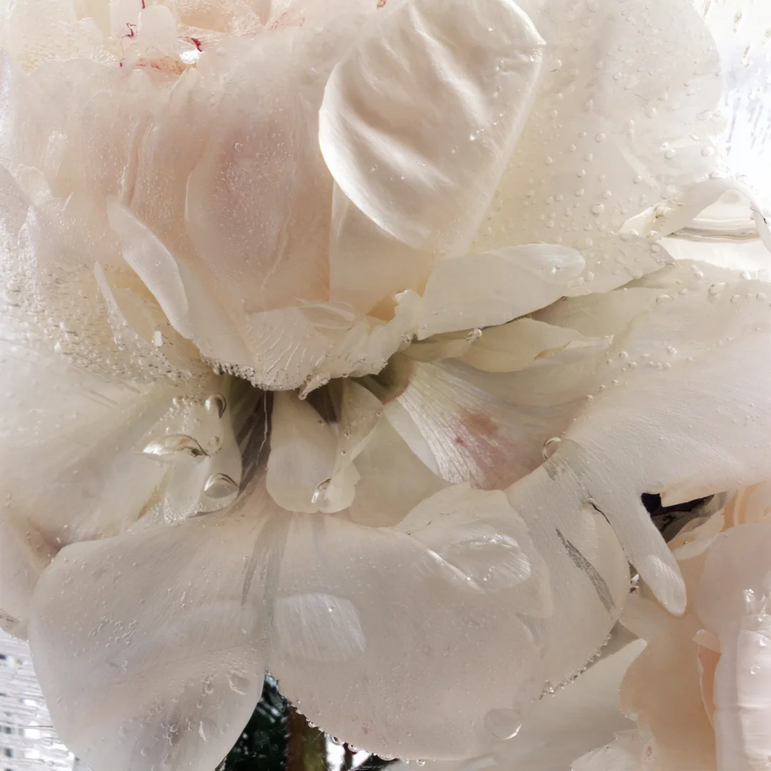 give us our dream: part one, "peony two"