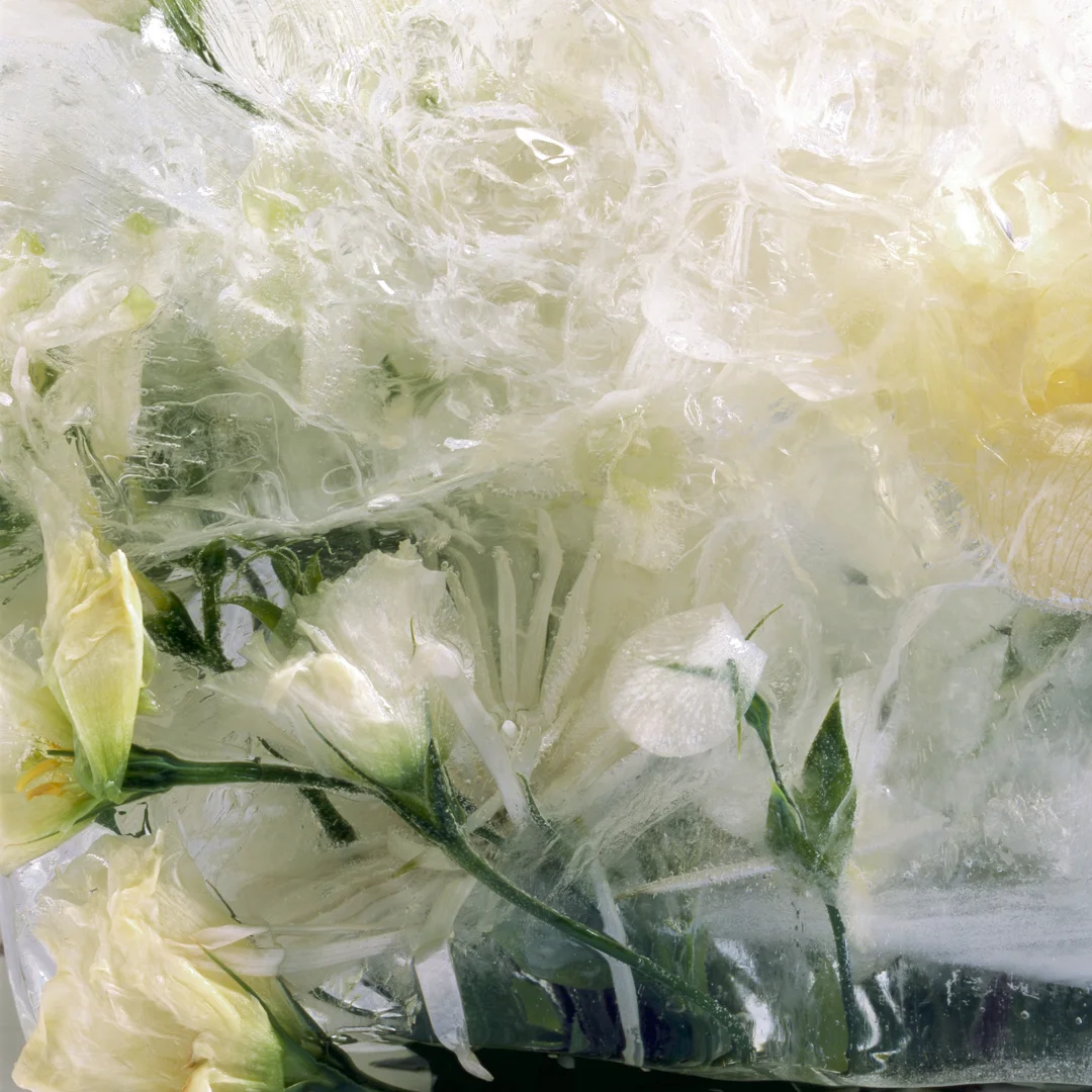 give us our dream: part one, "white flowers four"