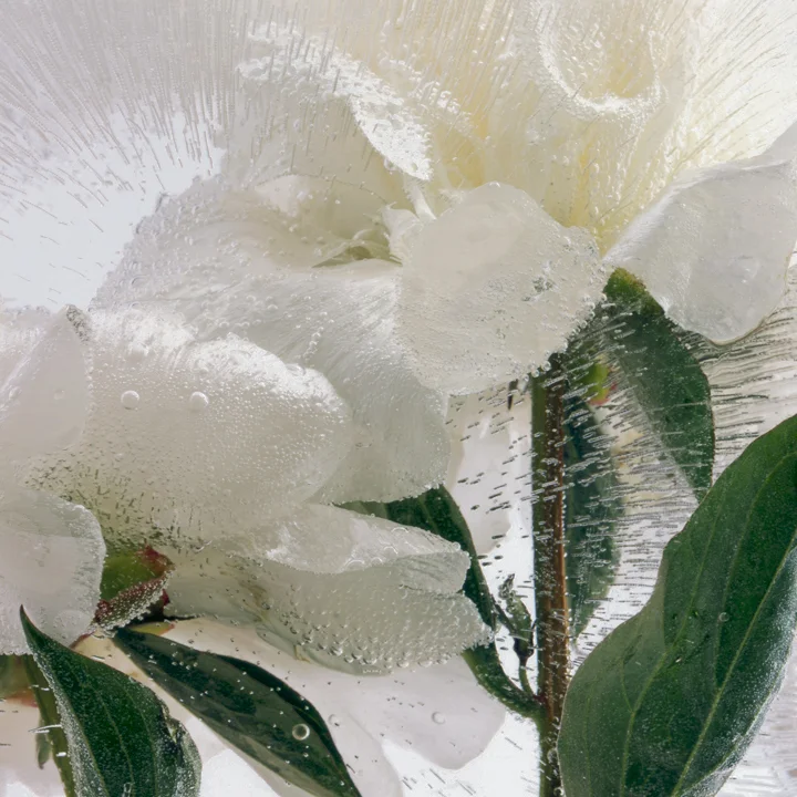 give us our dream: part one, "peony four"