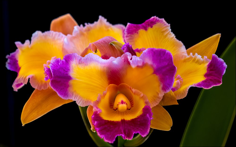 Orchid Brilliance-Edit-2-Edit.jpg