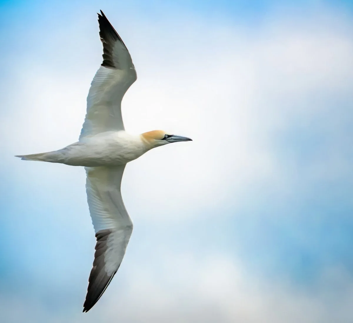 Northern Gannett Flying in NJ.jpg
