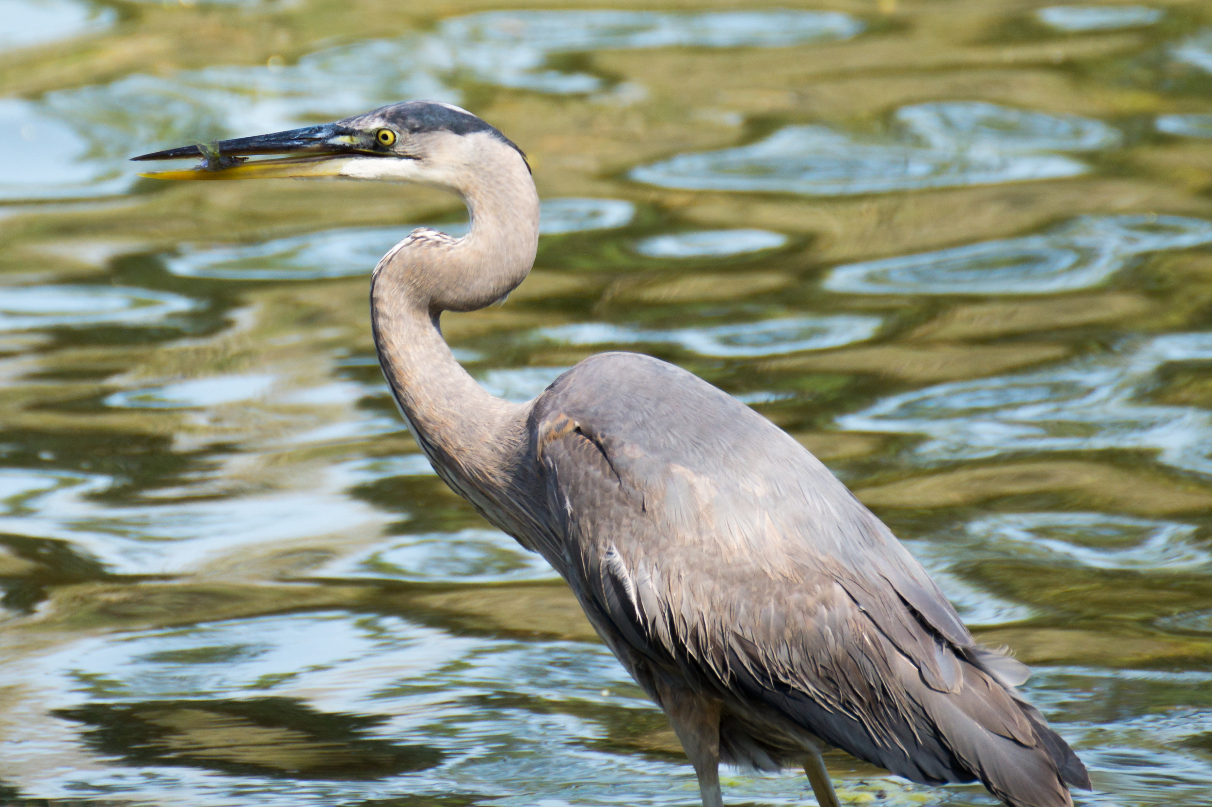 Hilton Head-2.jpg