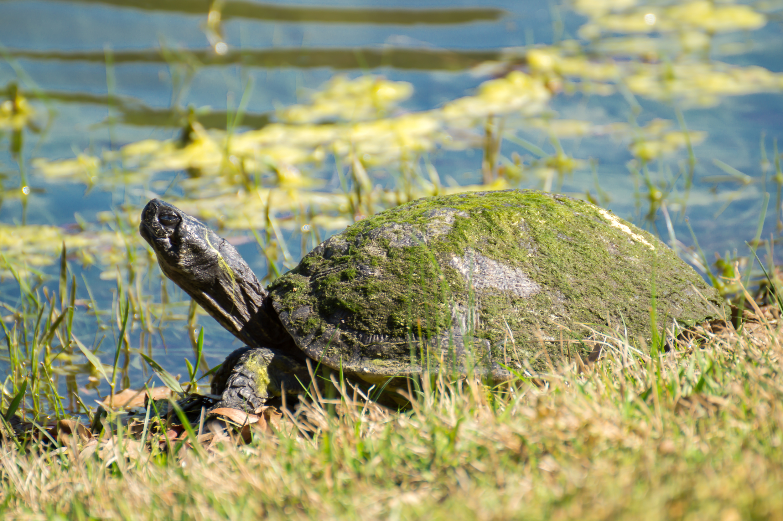 Hilton Head-7.jpg