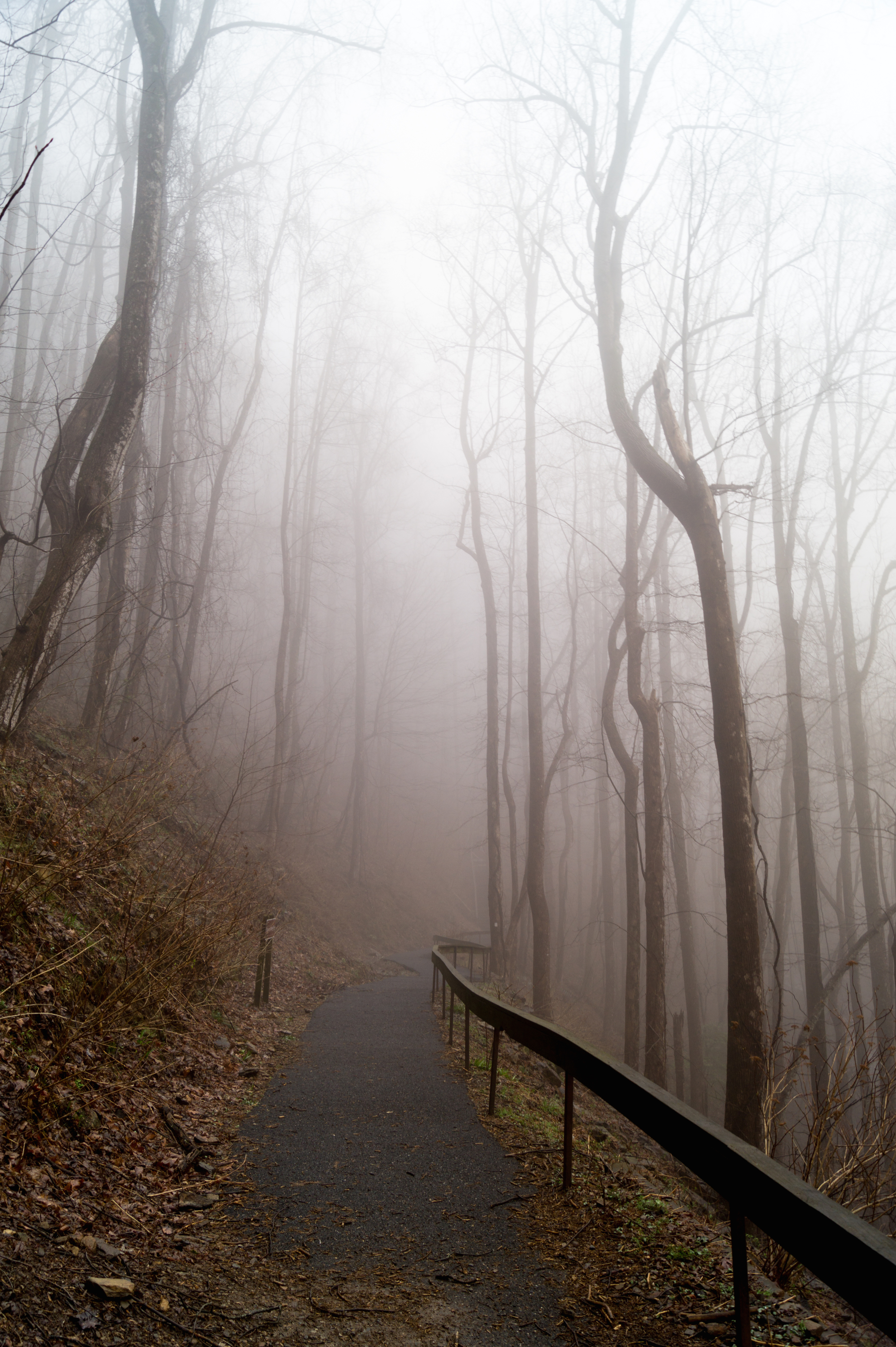 #5 Foggy Forest