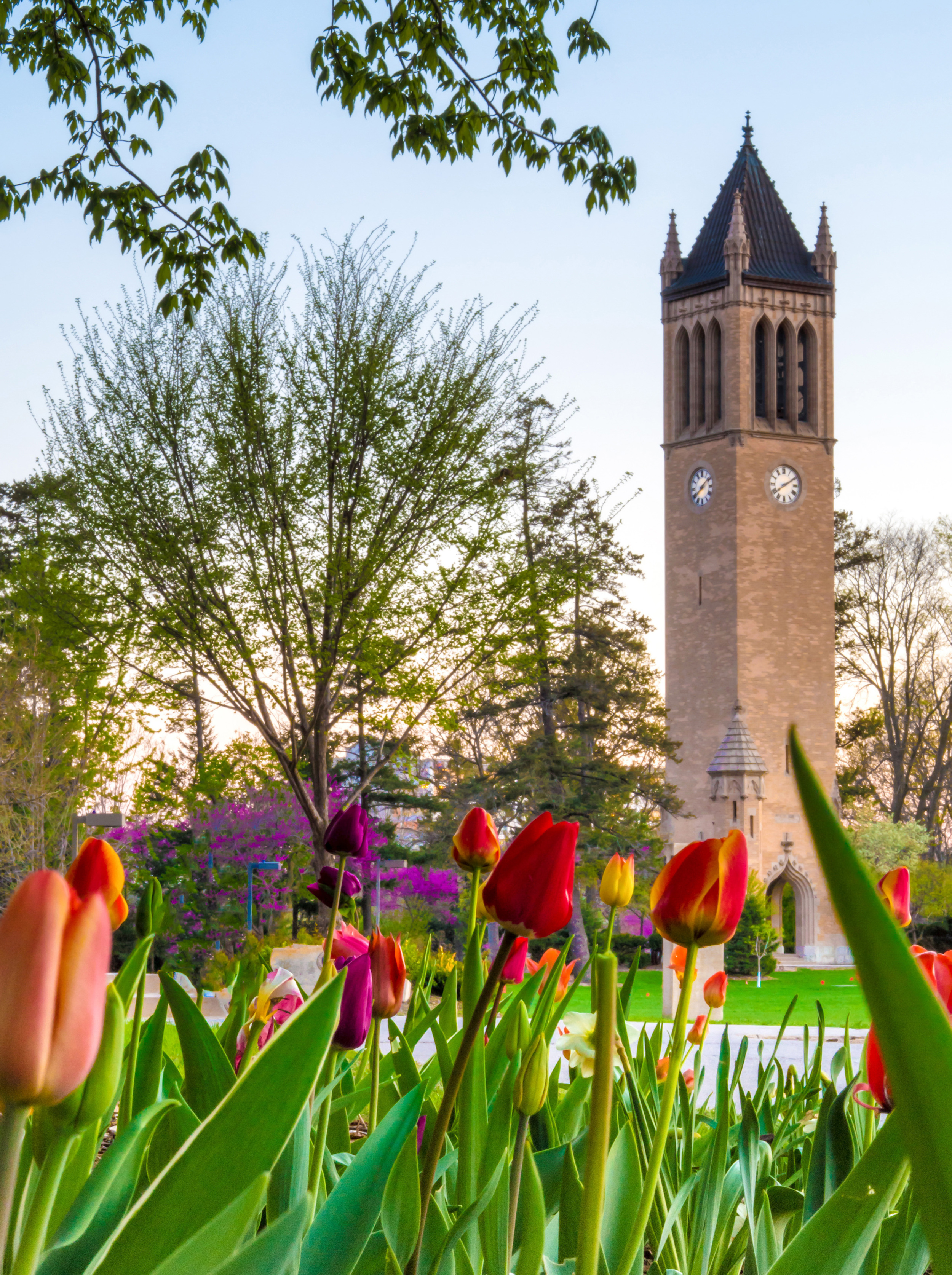 #2 Tulip Time at ISU