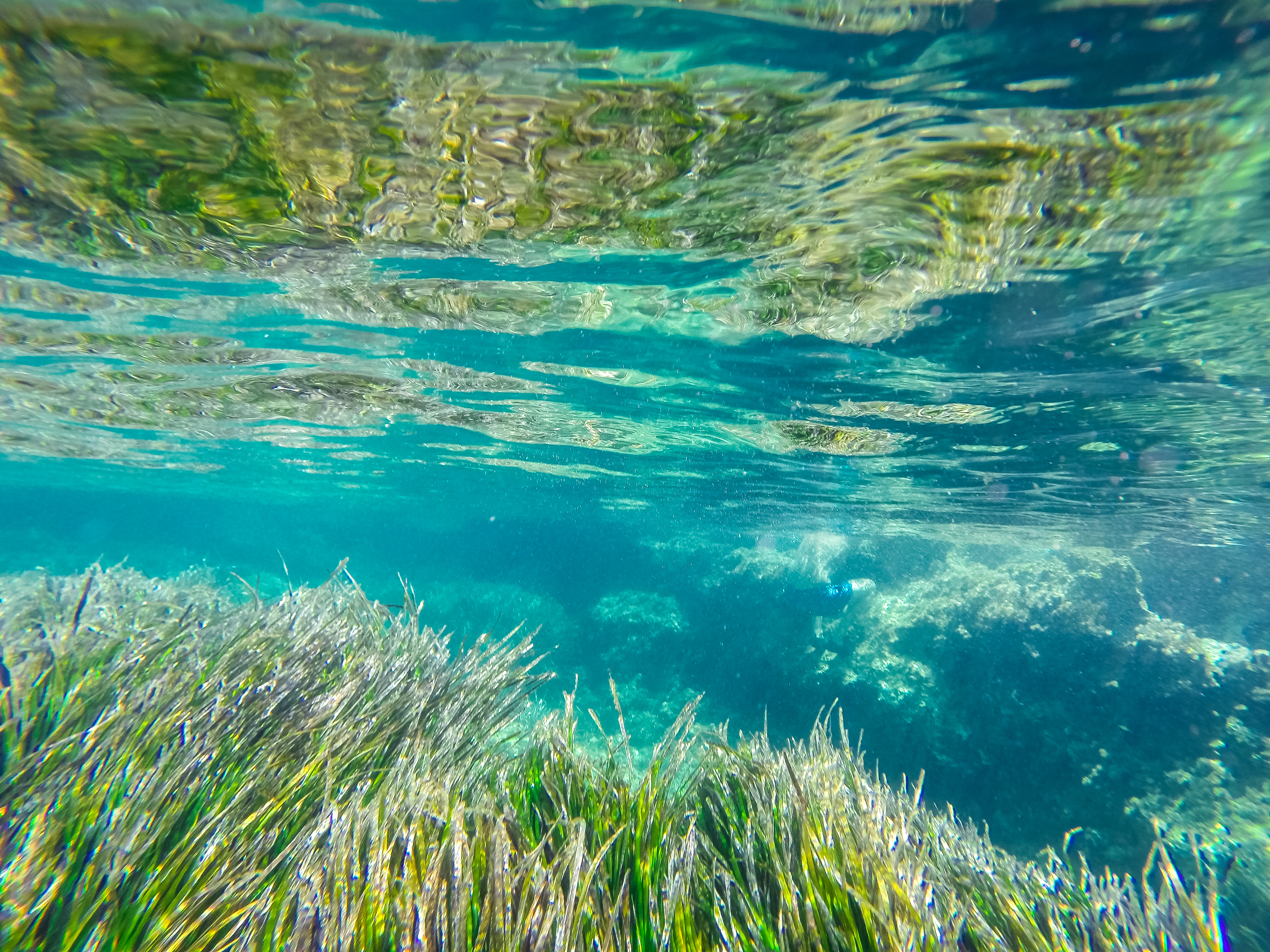 This seaweed was super close to the surface and swimming above it was a weird feeling that I don't like, but it made for a cool abstract photo out of the GoPro!
