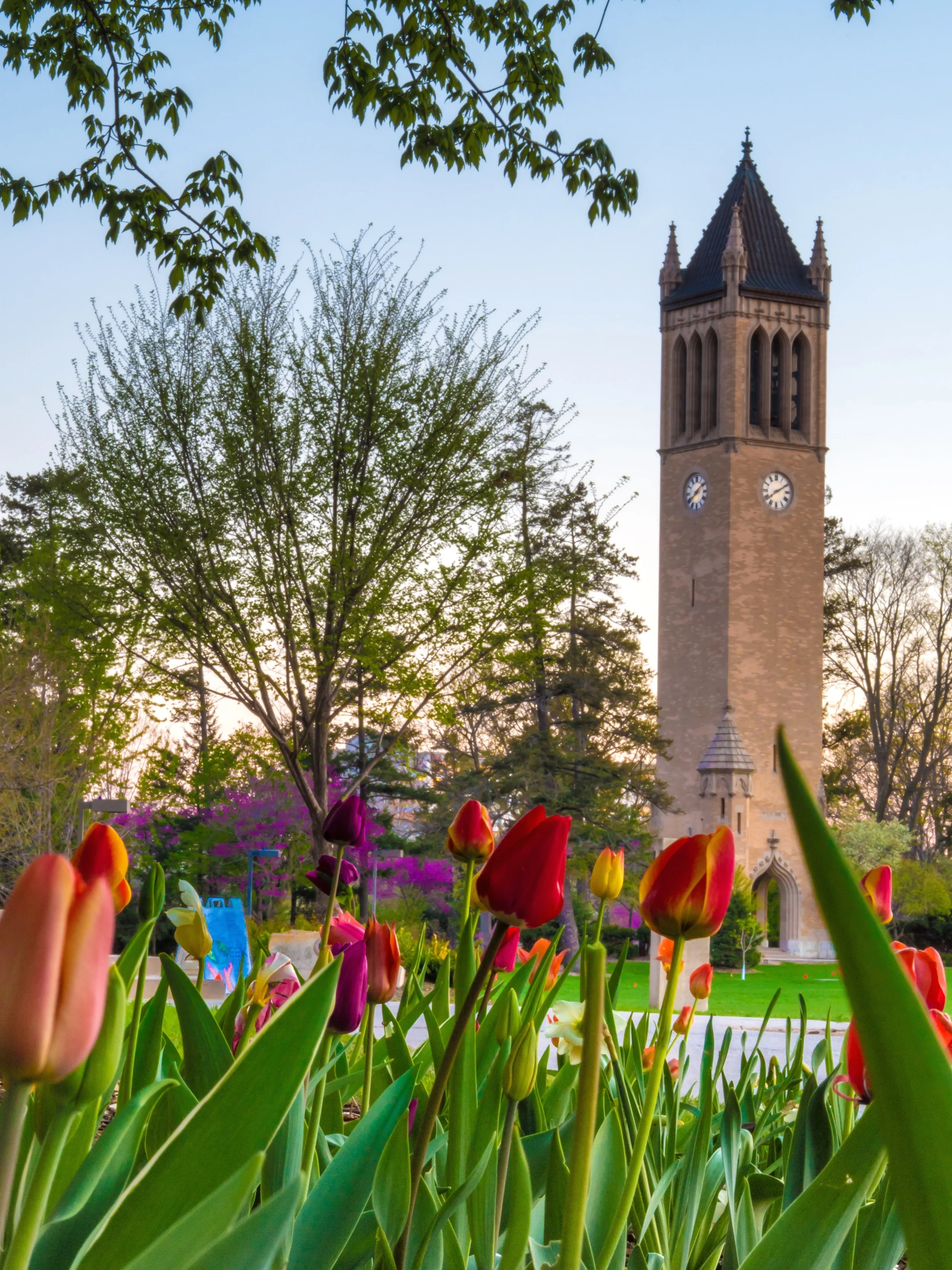 Campanile Tulips Spring