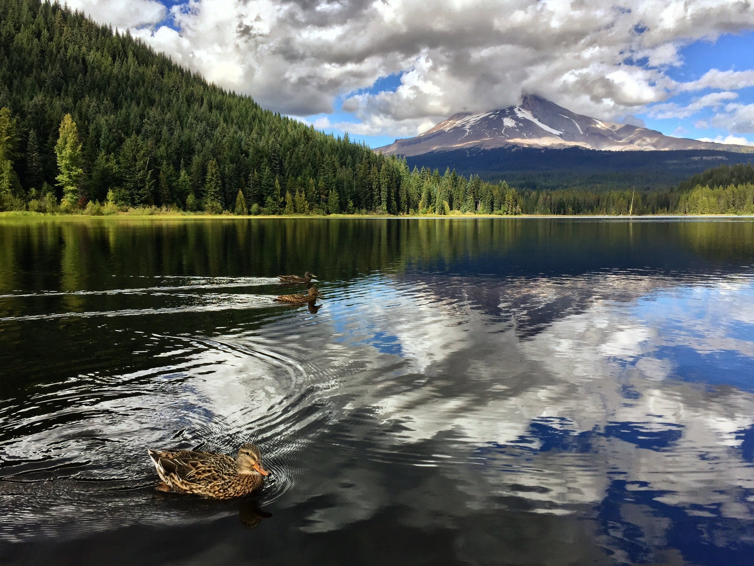 An iPhone shot of some ducks swimming in Trillium Lake with Mt. Hood in the background.