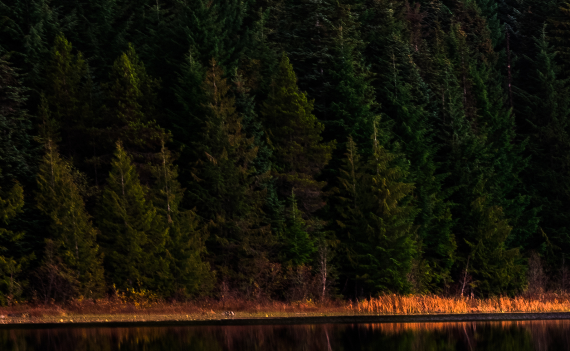 A crop of the opposite shore-line where you can see incredible detail in the trees.