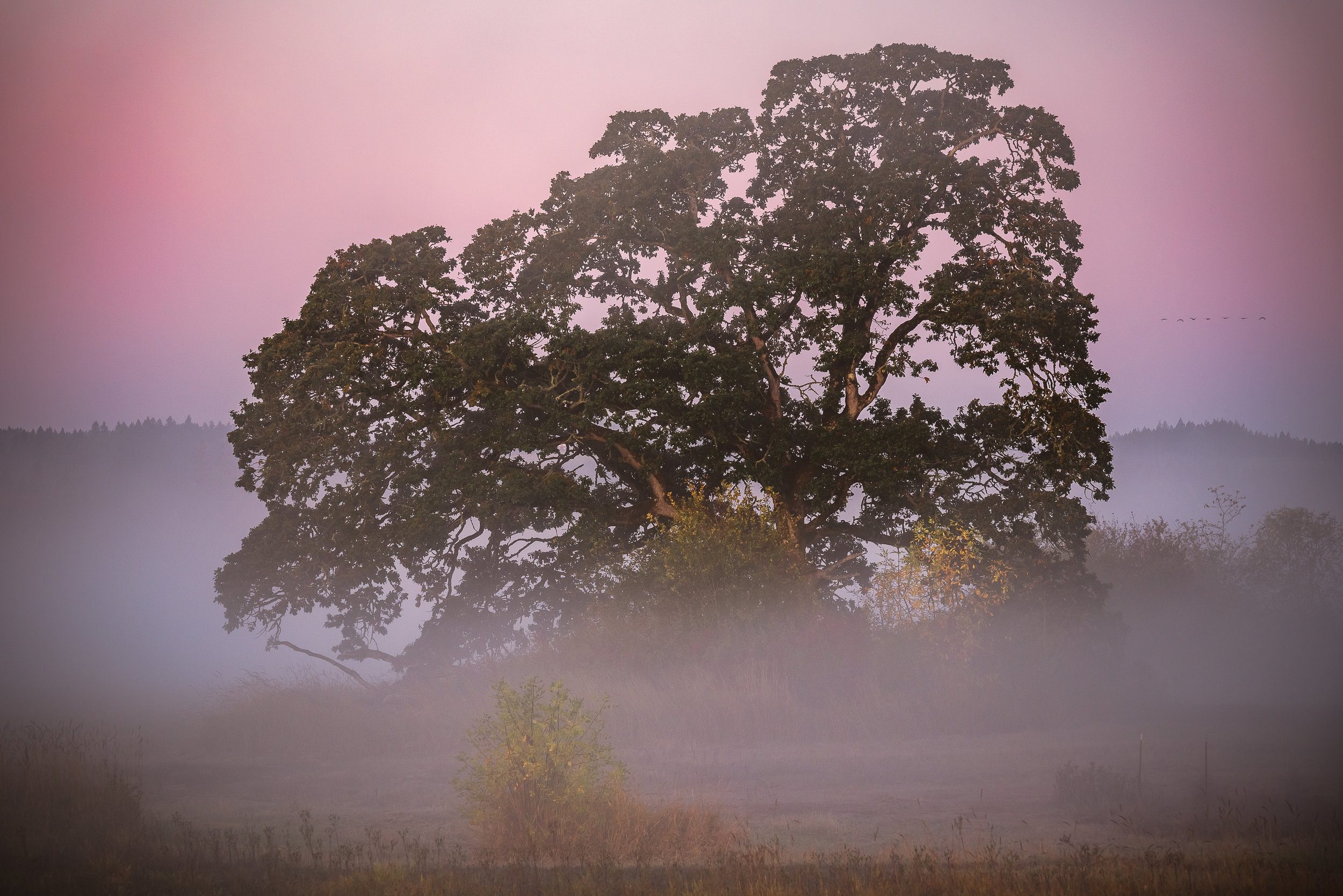 Early in the morning when the tree was still completely engulfed in the fog.