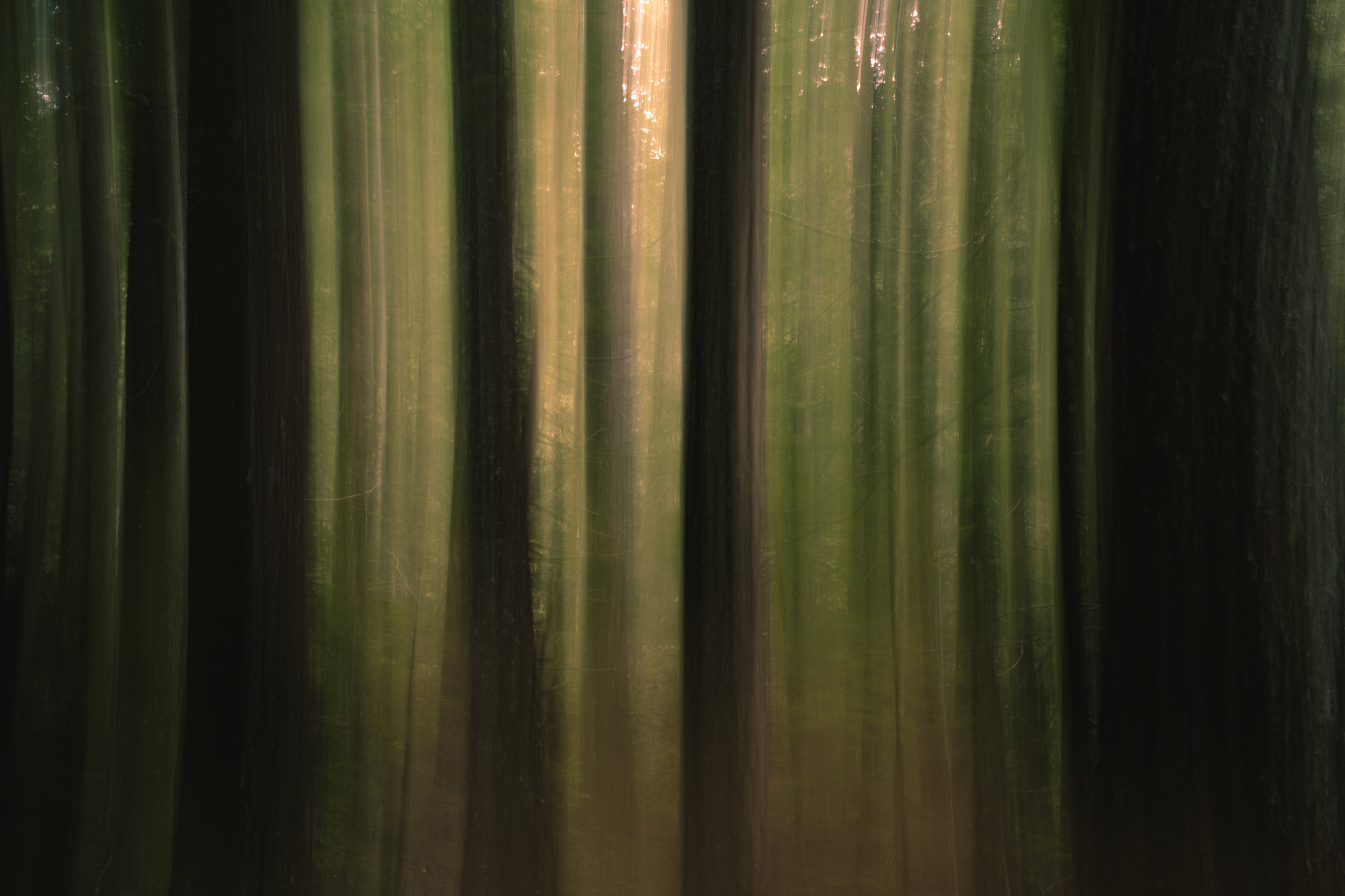 Abstract shot of trees with intentional camera movement.