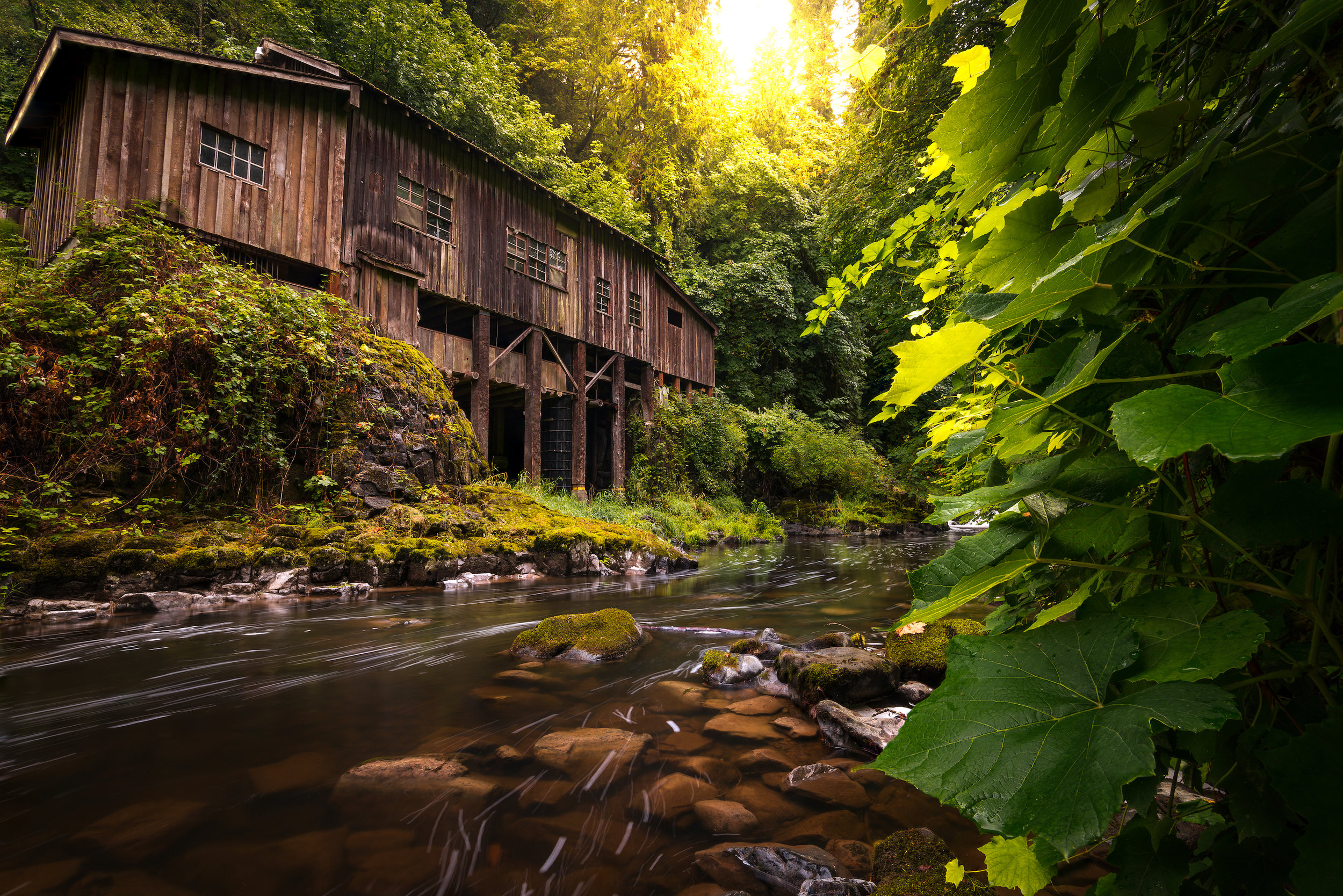 The leaves on the right were so close that even f/22 would not have captured all of the detail.
