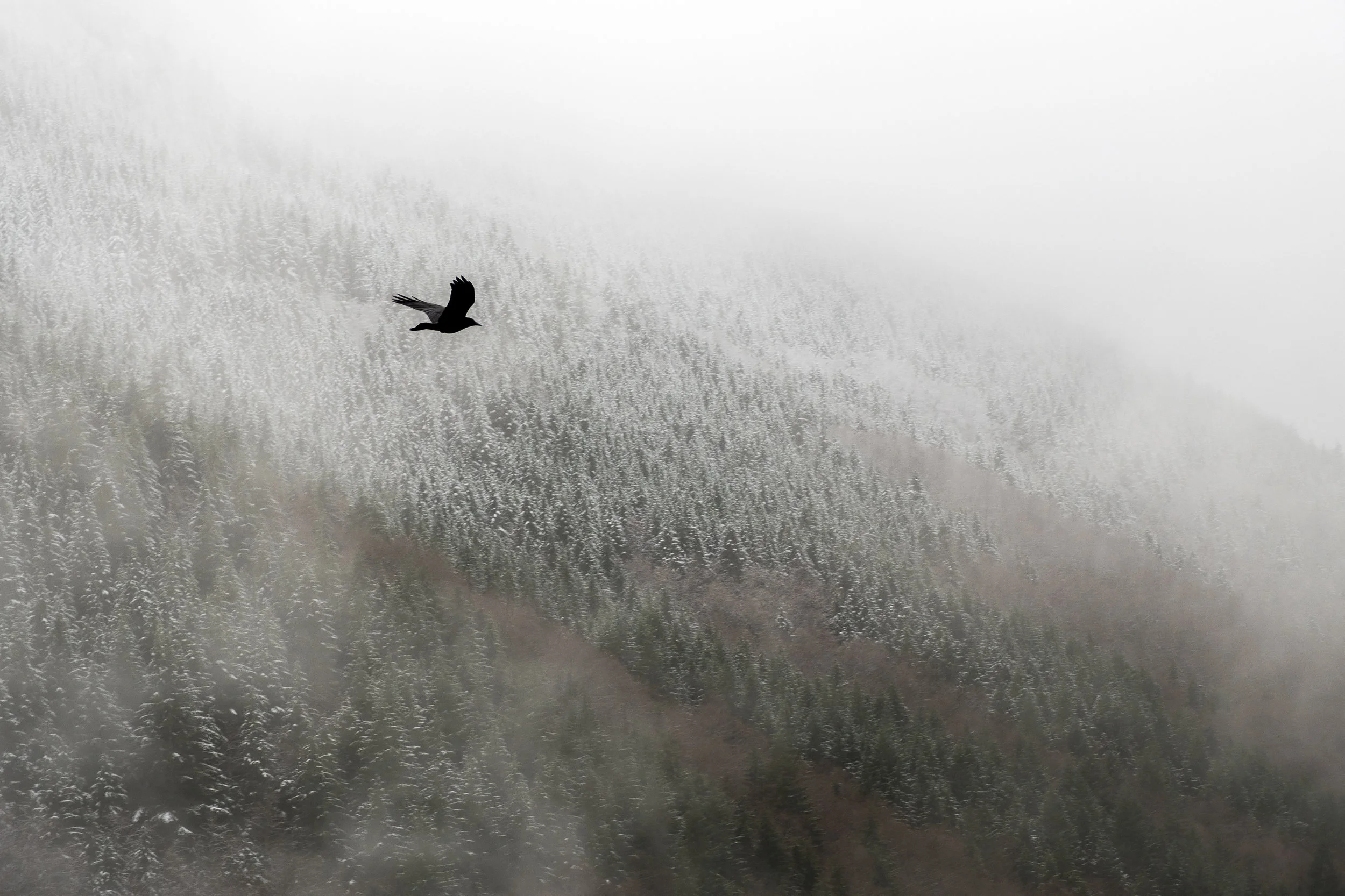Crow Flies