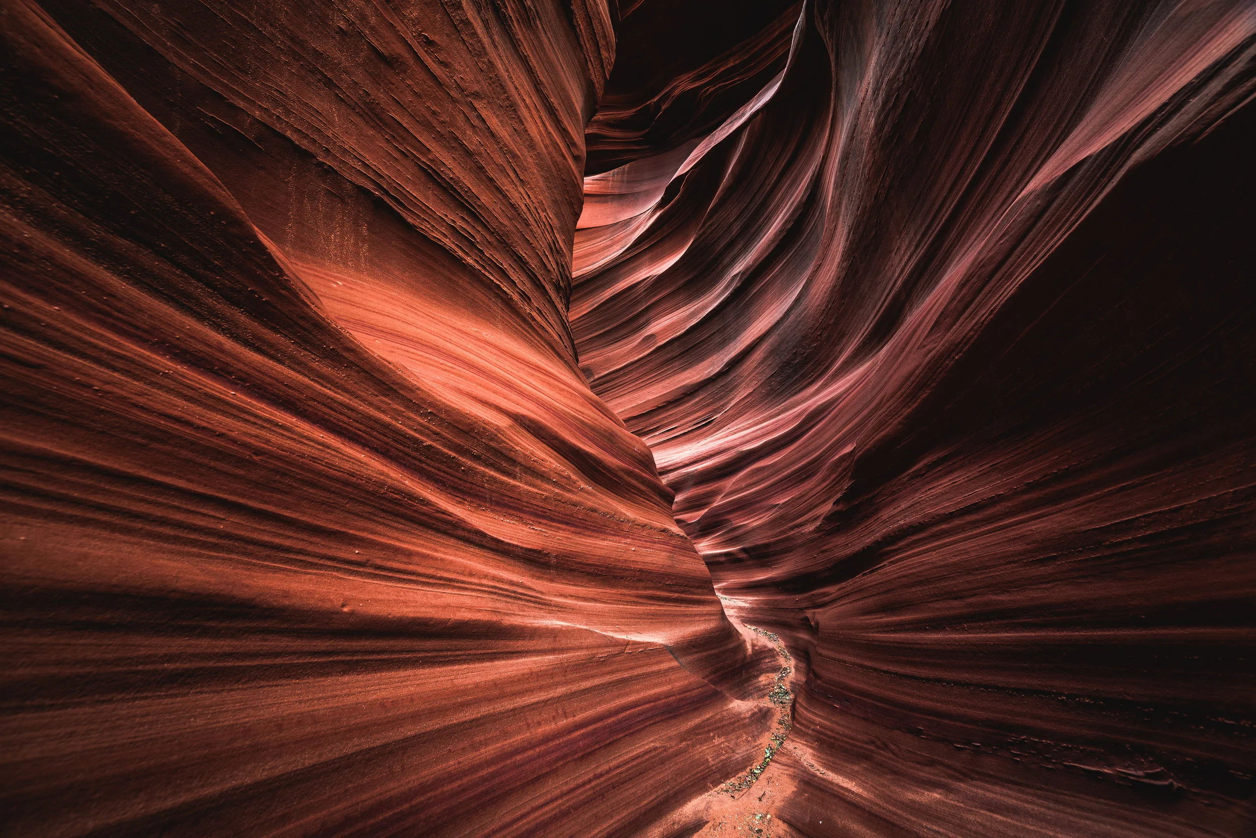 mountain sheep canyon