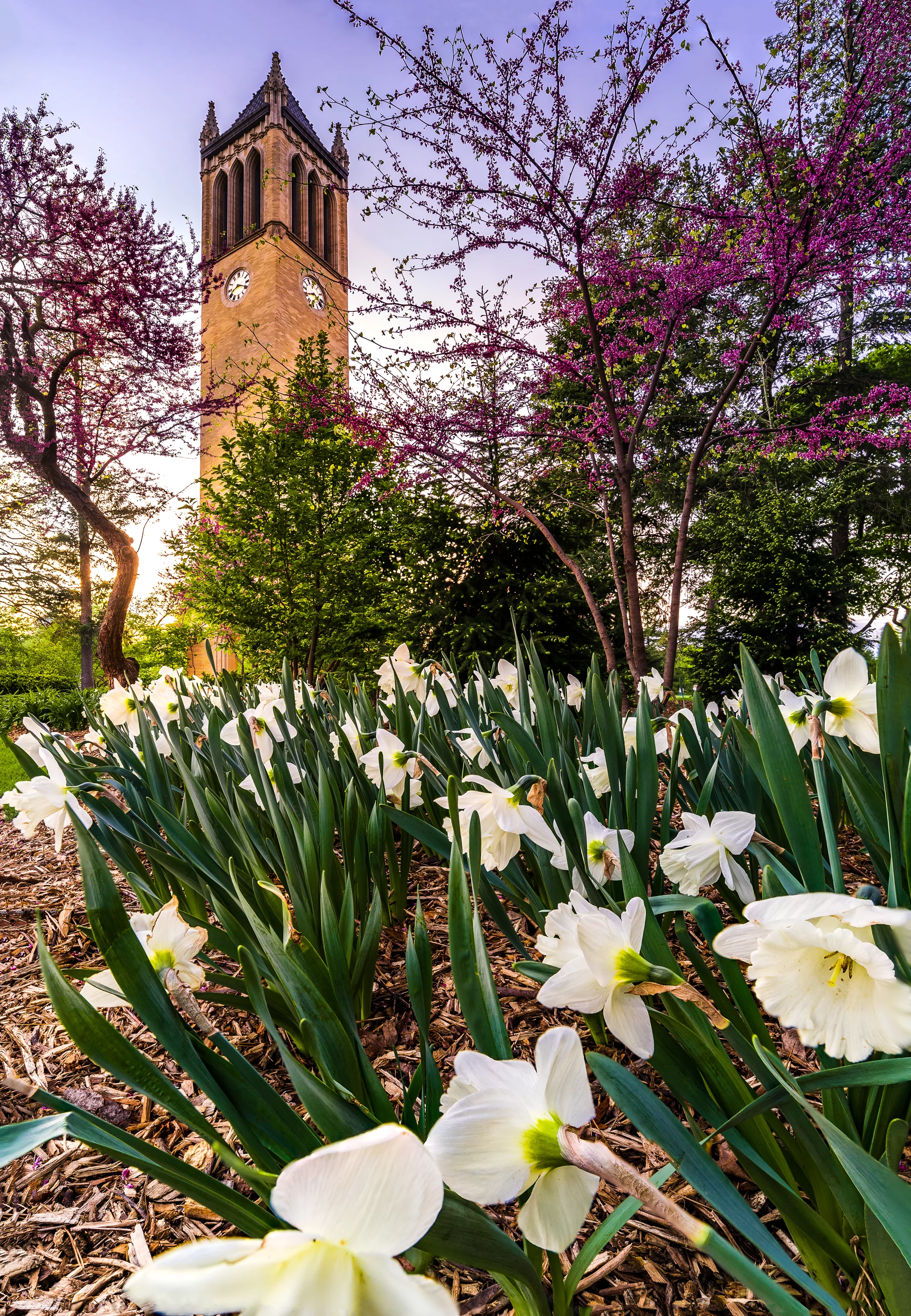 Iowa State University Campanile spring