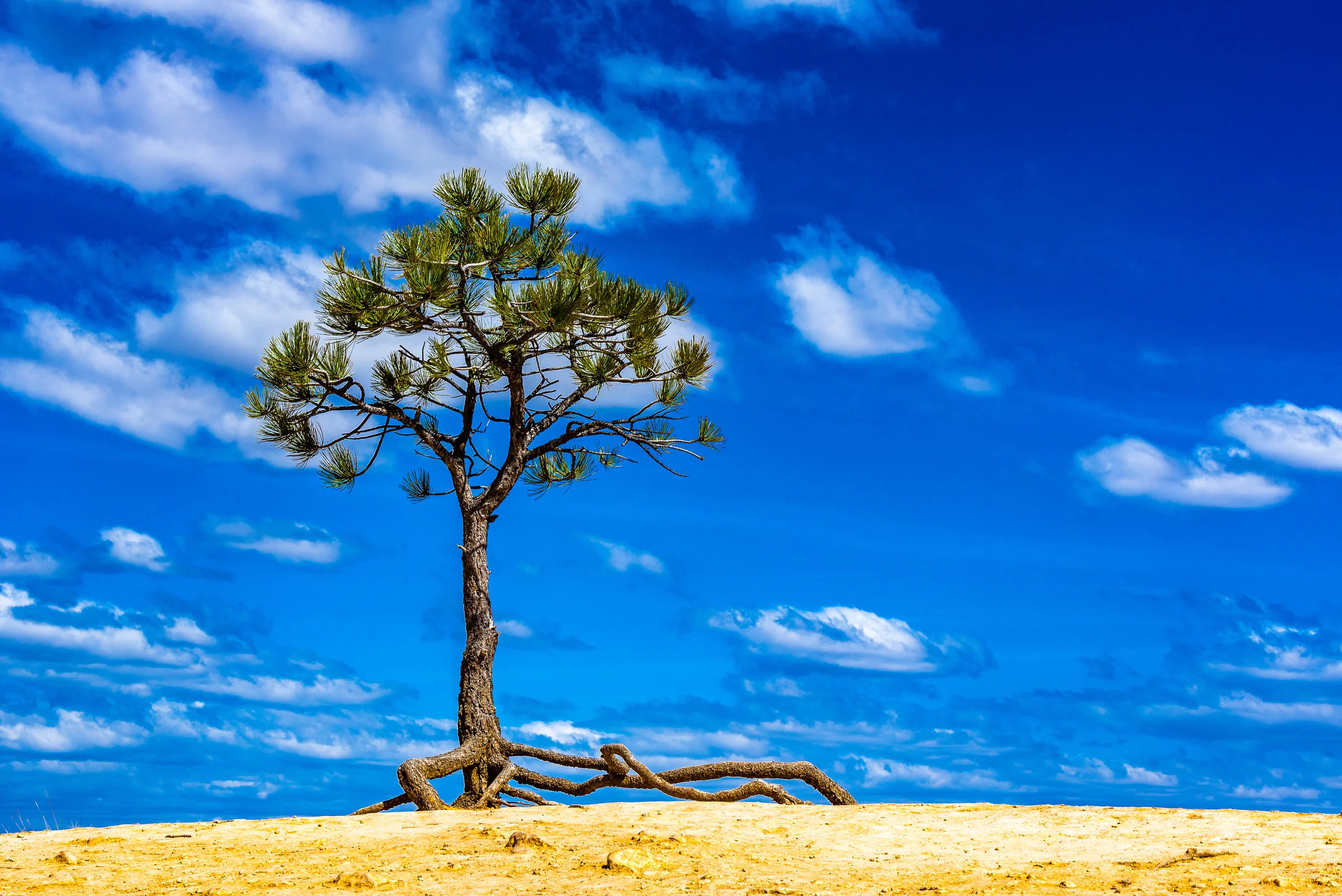 Bryce Tree