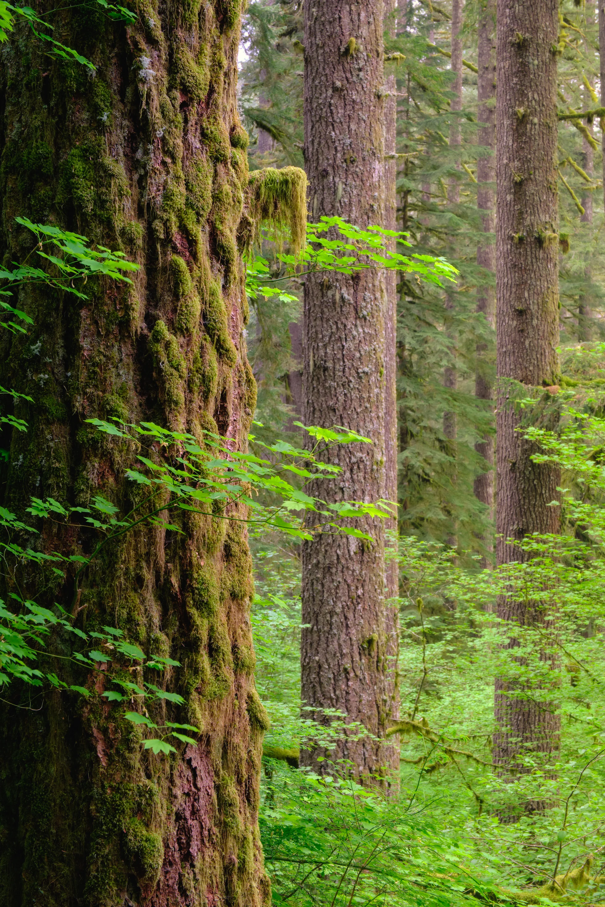 Forest Service-3 copy.jpg