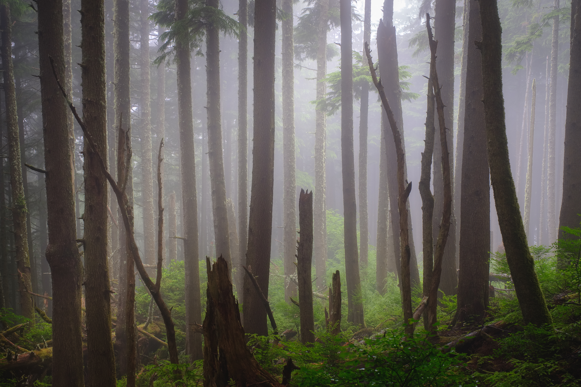 Fog in the Forest