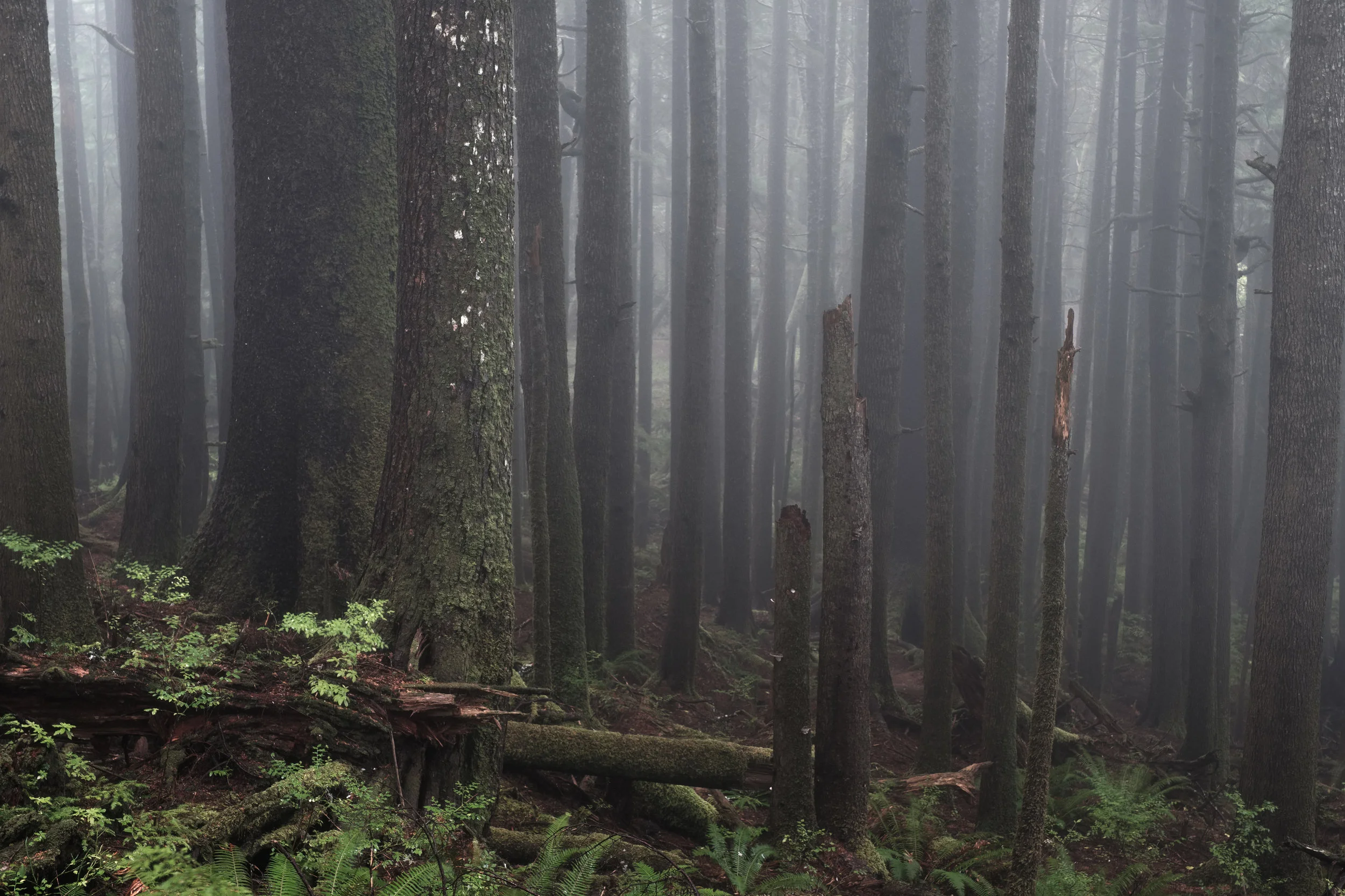 Foggy Forest Oregon Coast - Ecola State Park-1.jpg