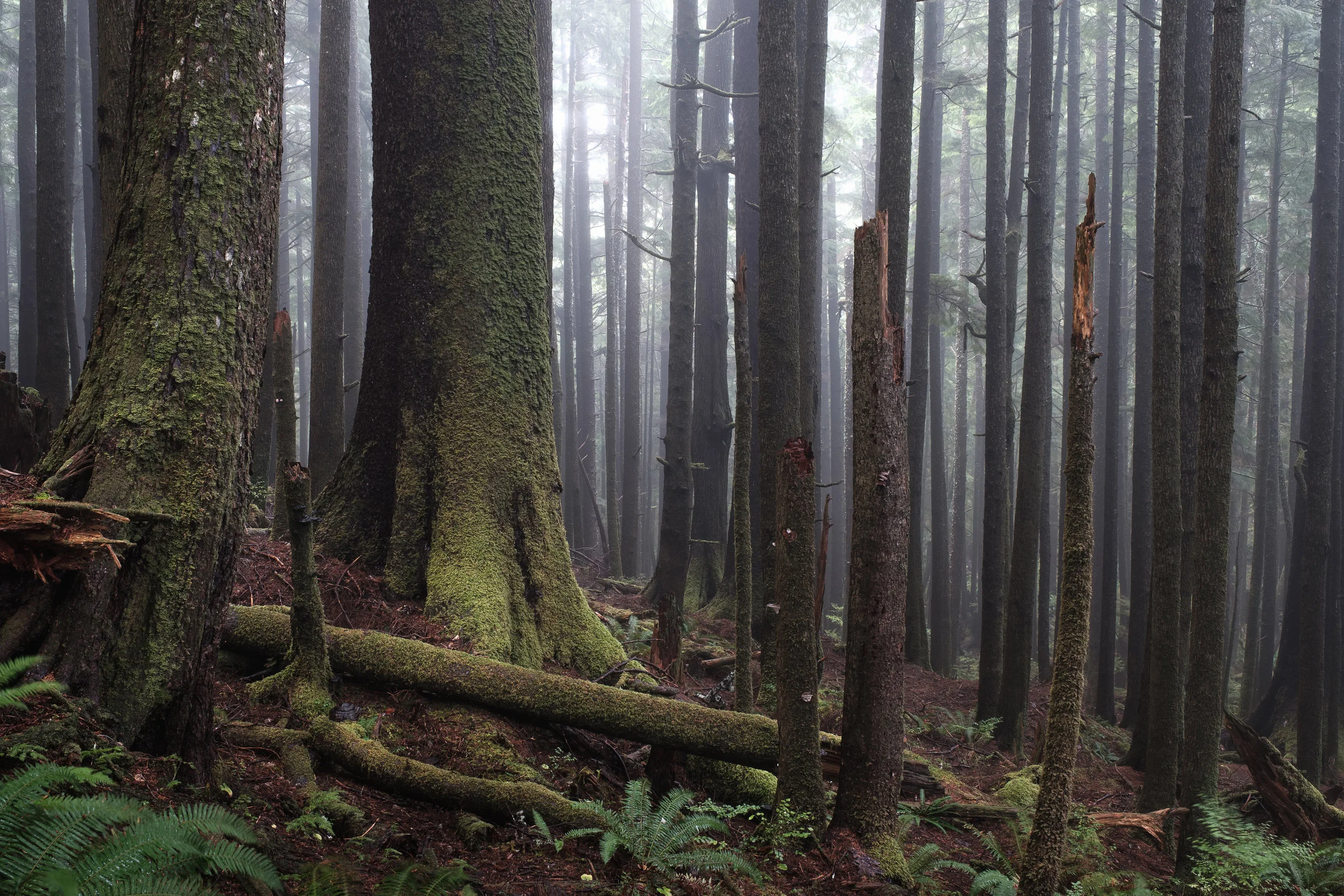 Foggy Forest Oregon Coast - Ecola State Park-2.jpg