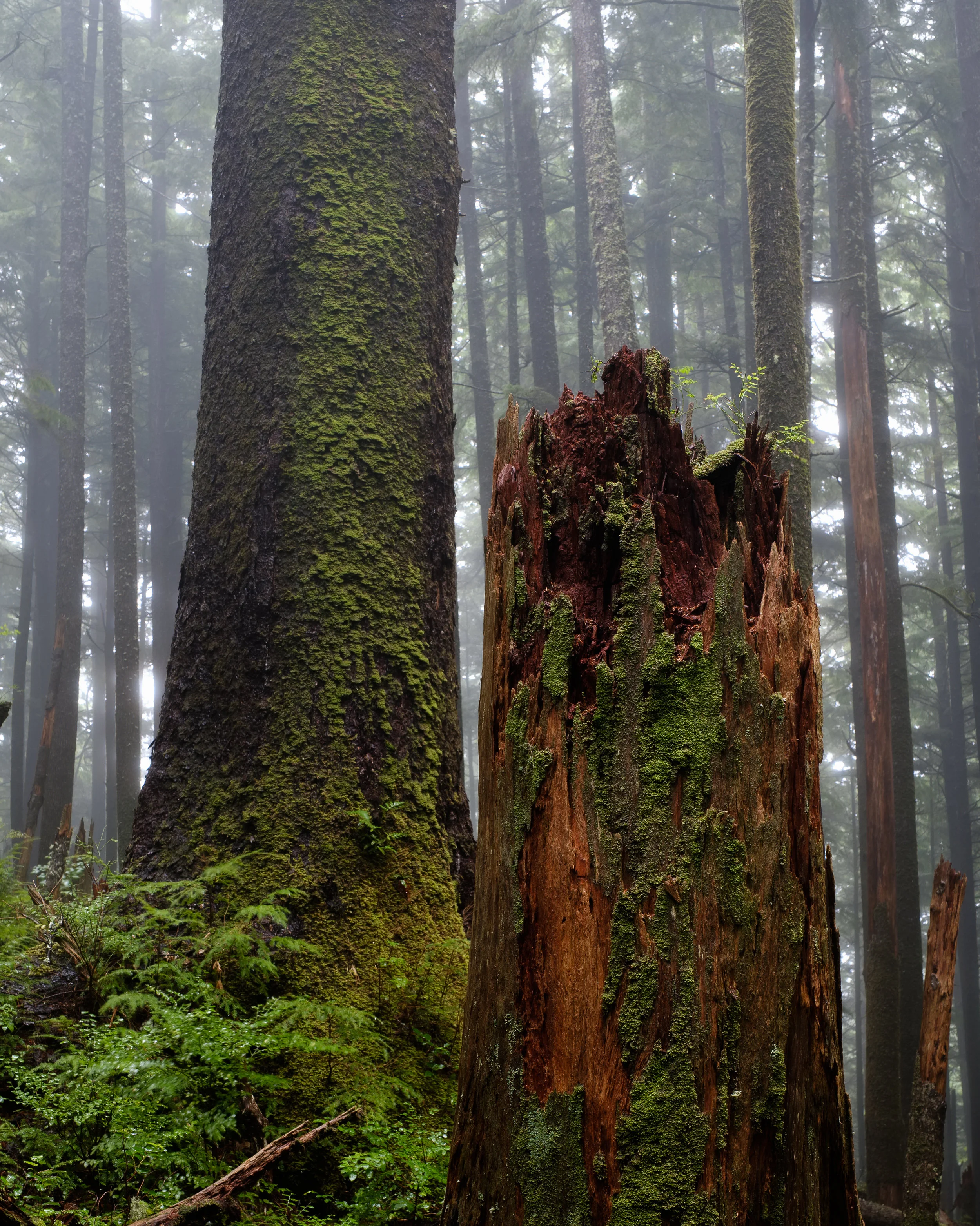 Foggy Forest Oregon Coast - Ecola State Park-3.jpg