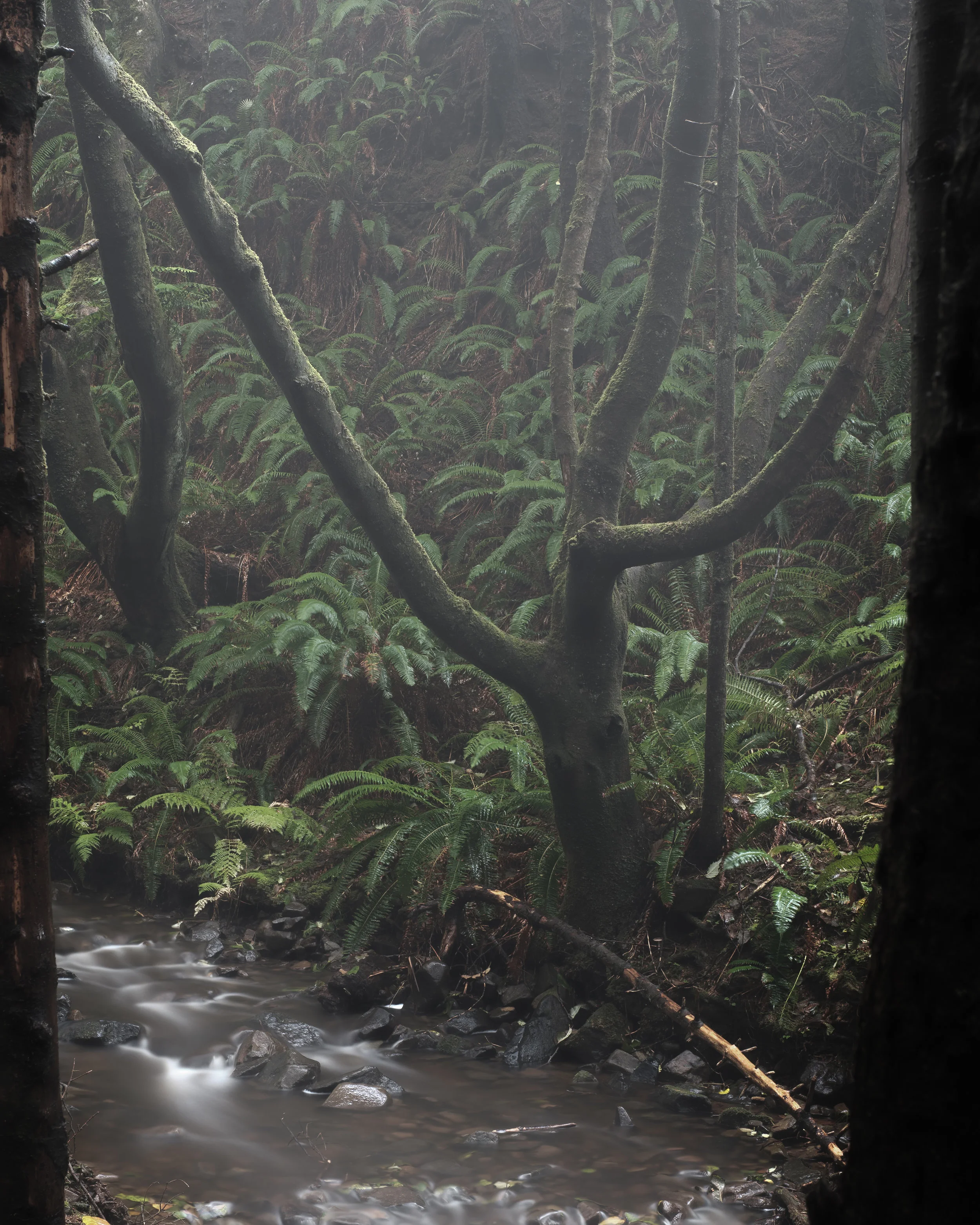 Foggy Forest Oregon Coast - Ecola State Park-6.jpg