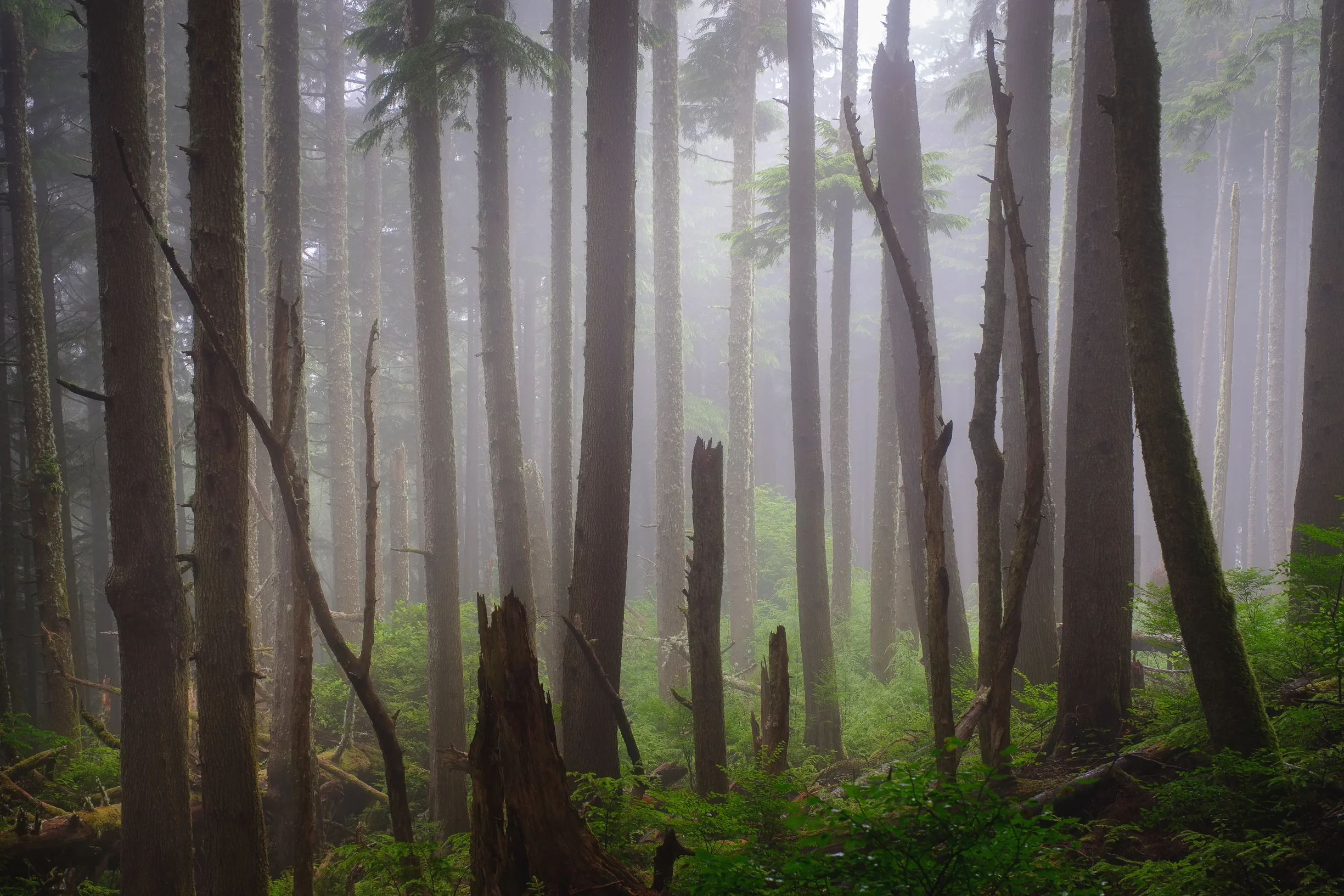 foggy forest-2.jpg