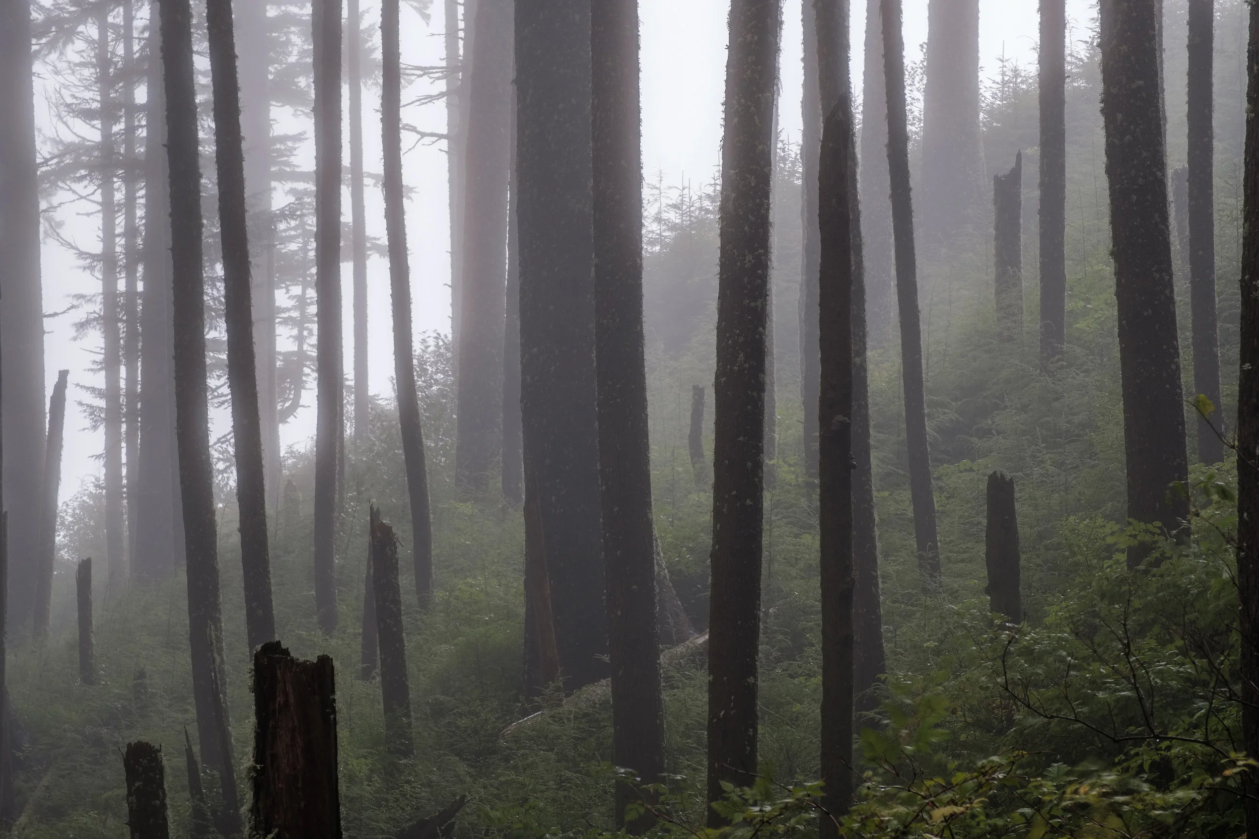 Foggy Forest Oregon Coast - Ecola State Park-4.jpg