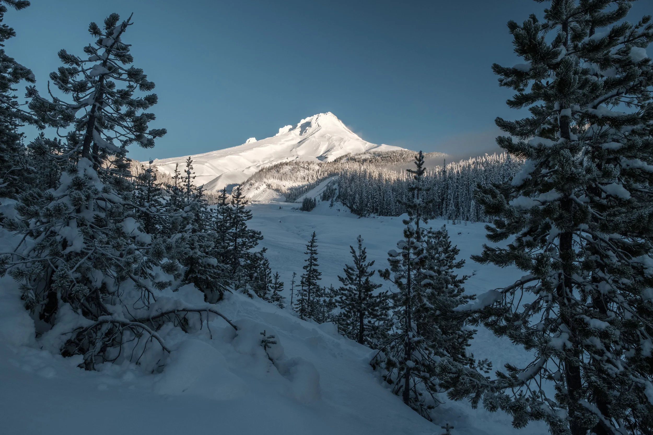 mt hood through the trees winter