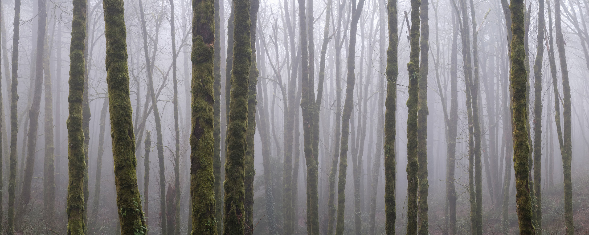 Foggy Forest