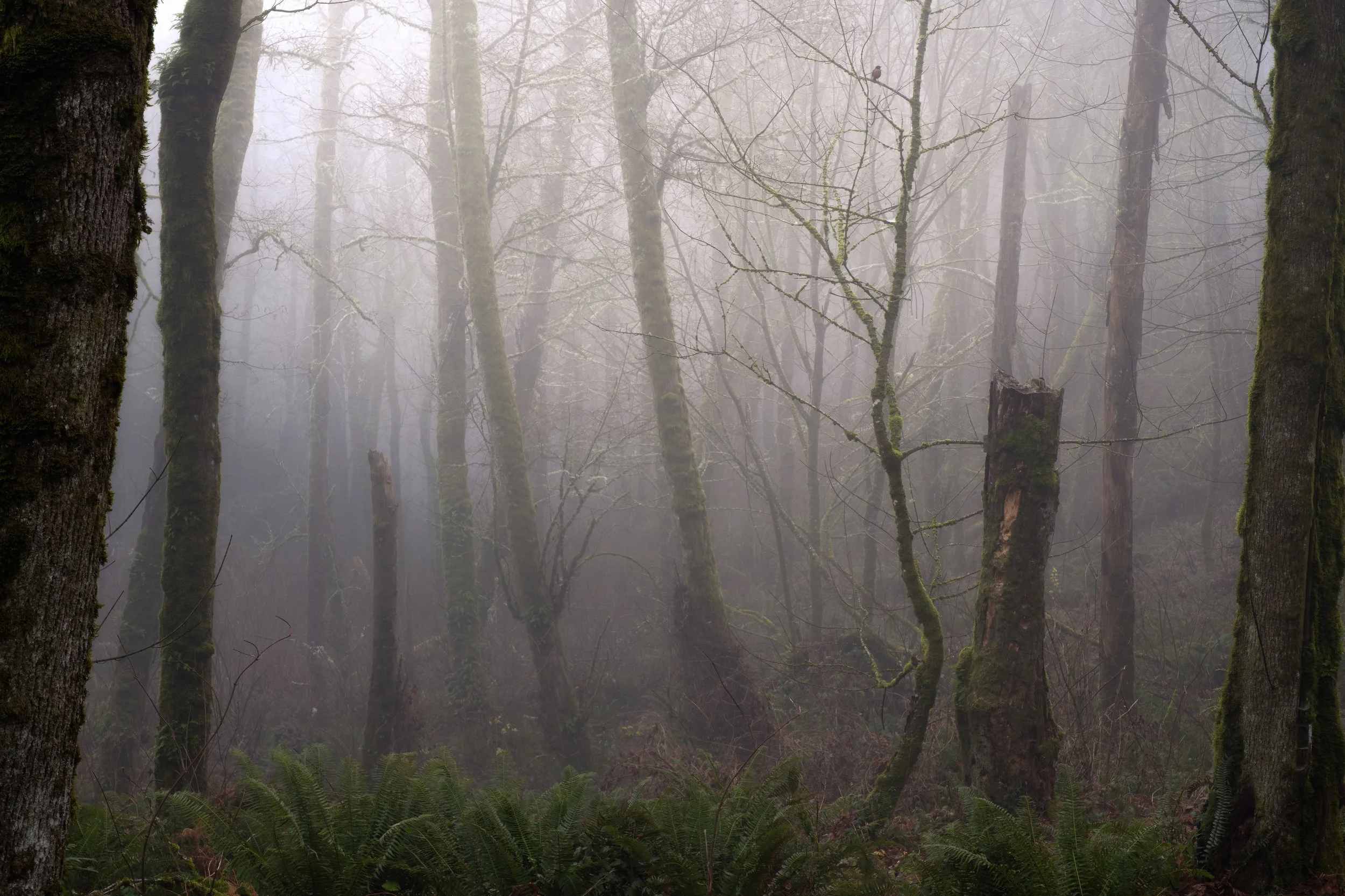 Inside the Forest Online-2.jpg