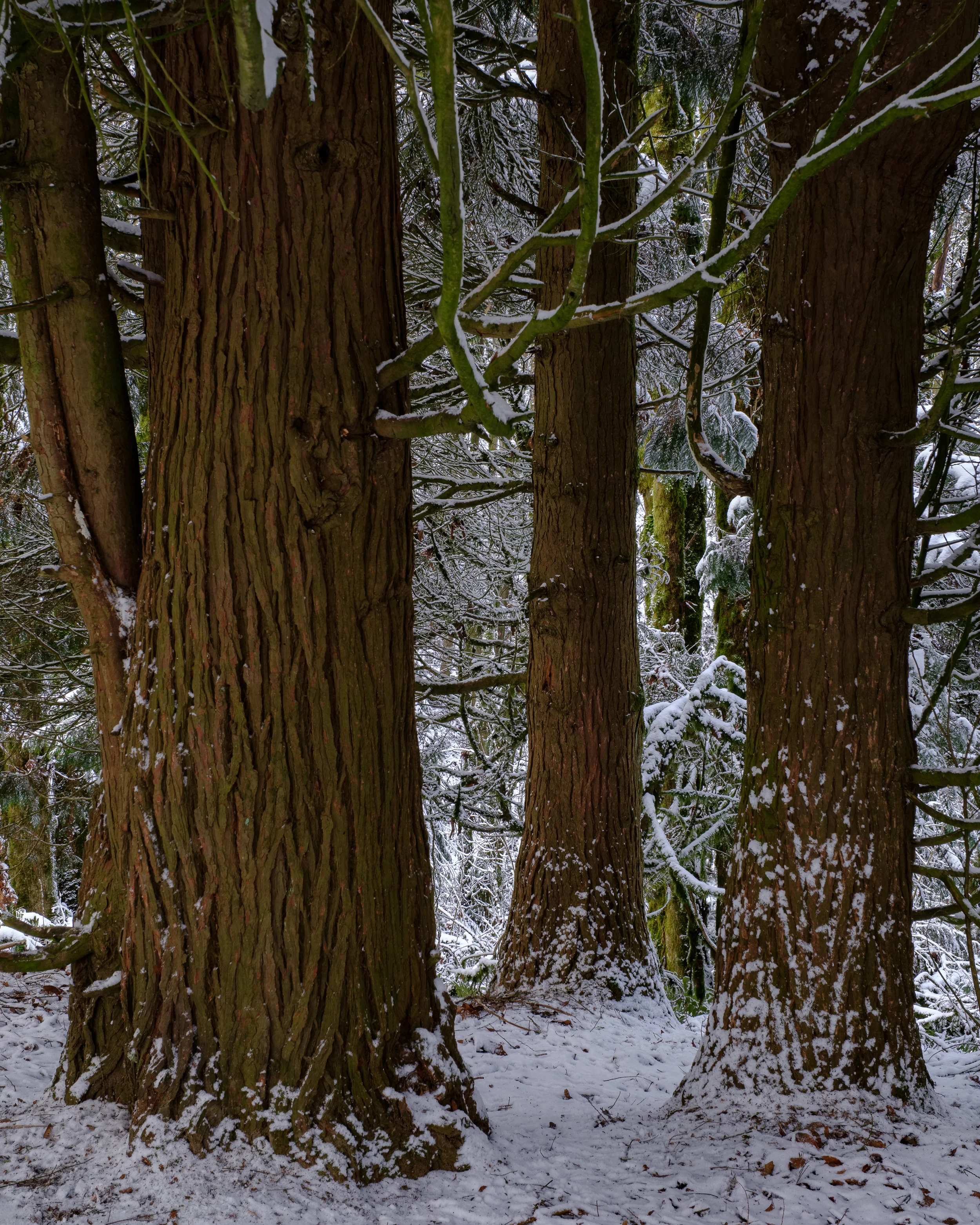 Snow Day PDX Online-1.jpg