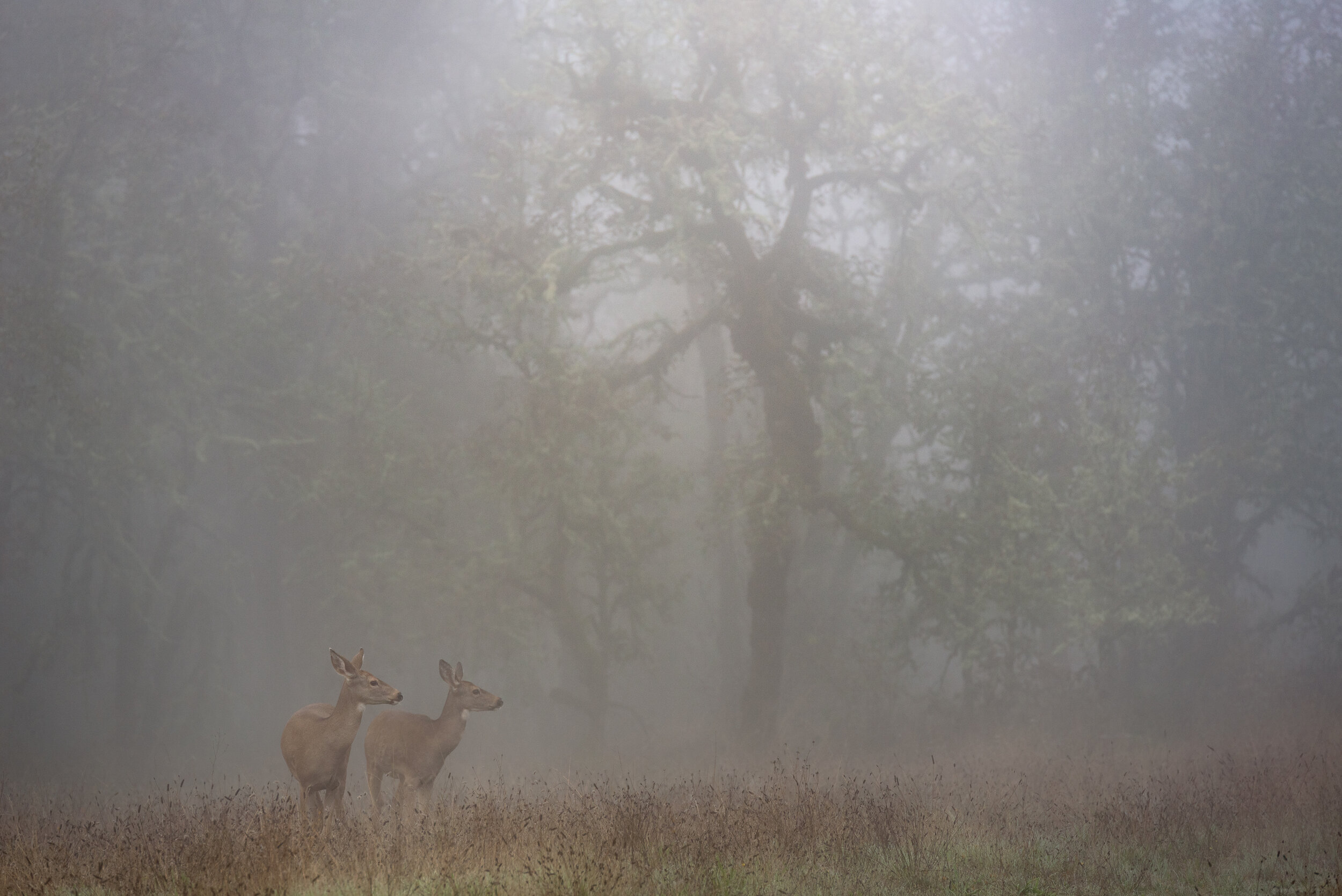 fogtober (online)-2.jpg